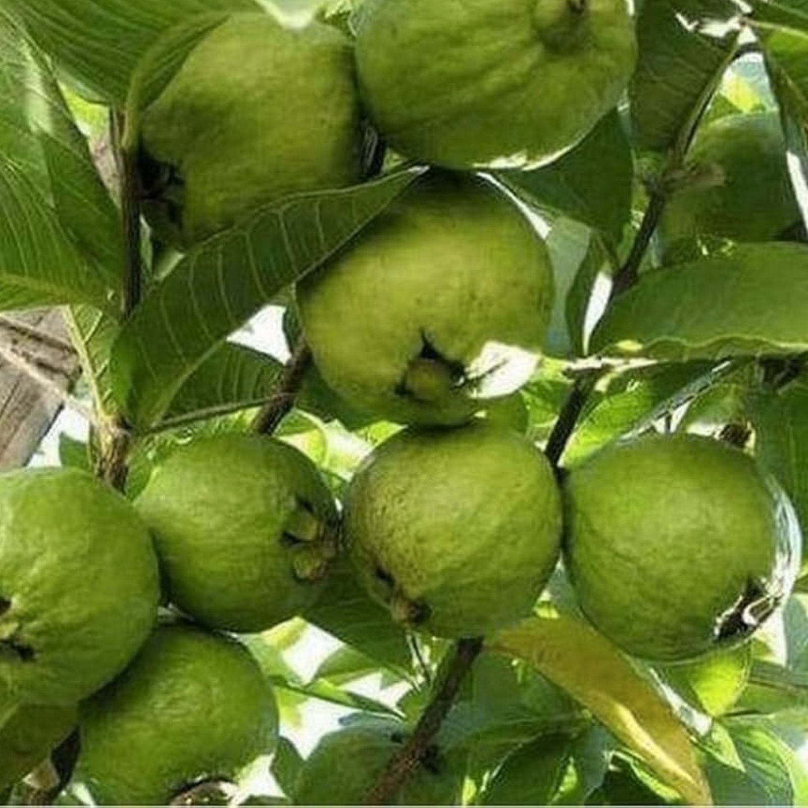 Guava Seeds 15 Pack White Tropical Fruit Edible Psidium Guajava Plant for Gardening and Planting