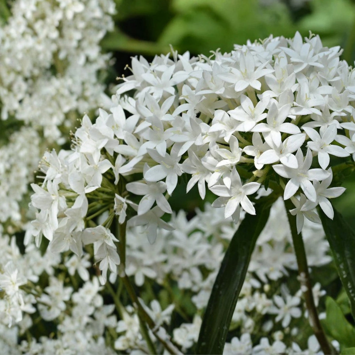 Pentas Plant 6in White Flowering - Pentas lanceolata - Butterfly & Hummingbird Attraction for Garden Decor