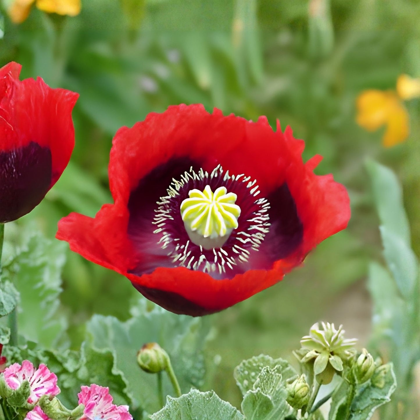 Poppy Flower Seeds 50 Count – Turkish Tulip Variety – Papaver somniferum – Ornamental Garden Flower Seeds