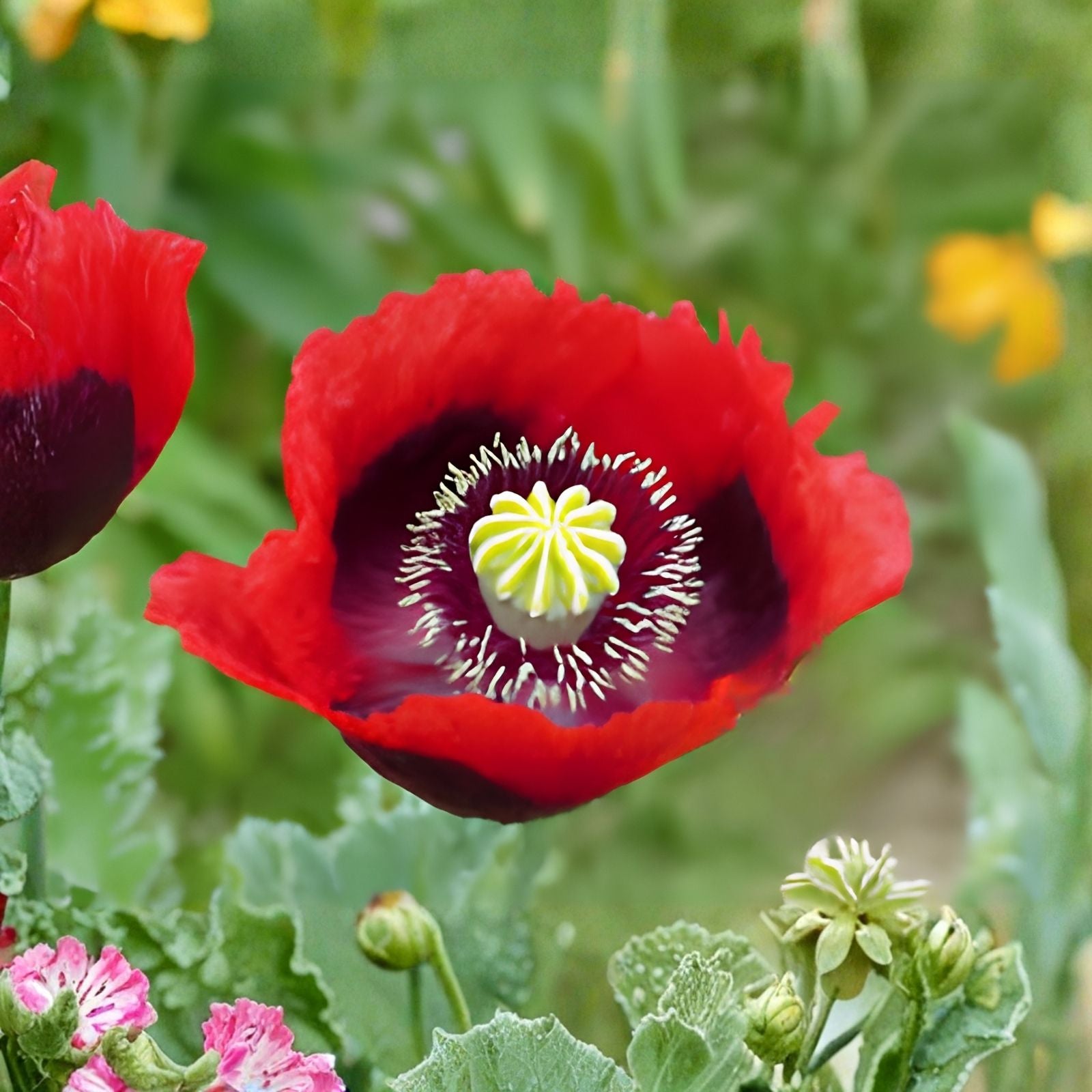 Poppy Flower Seeds 50 Count – Turkish Tulip Variety – Papaver somniferum – Ornamental Garden Flower Seeds