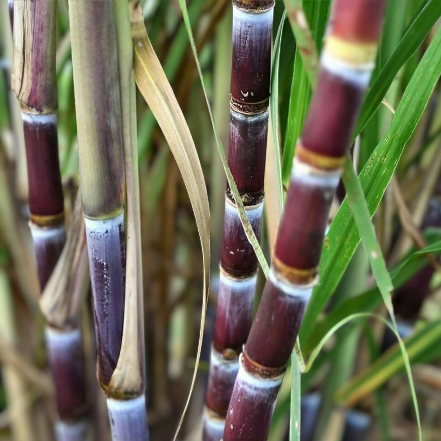 Sugarcane Cuttings 3 pcs Live Plants - Sweet Variety Saccharum officinarum for Growing, Gardening, and Plant Enthusiasts