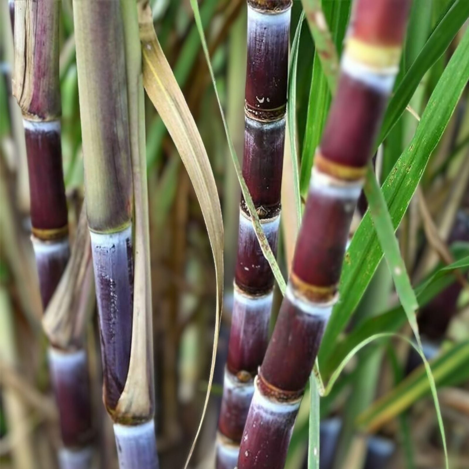 Sugarcane Cuttings 3 pcs Live Plants - Sweet Variety Saccharum officinarum for Growing, Gardening, and Plant Enthusiasts