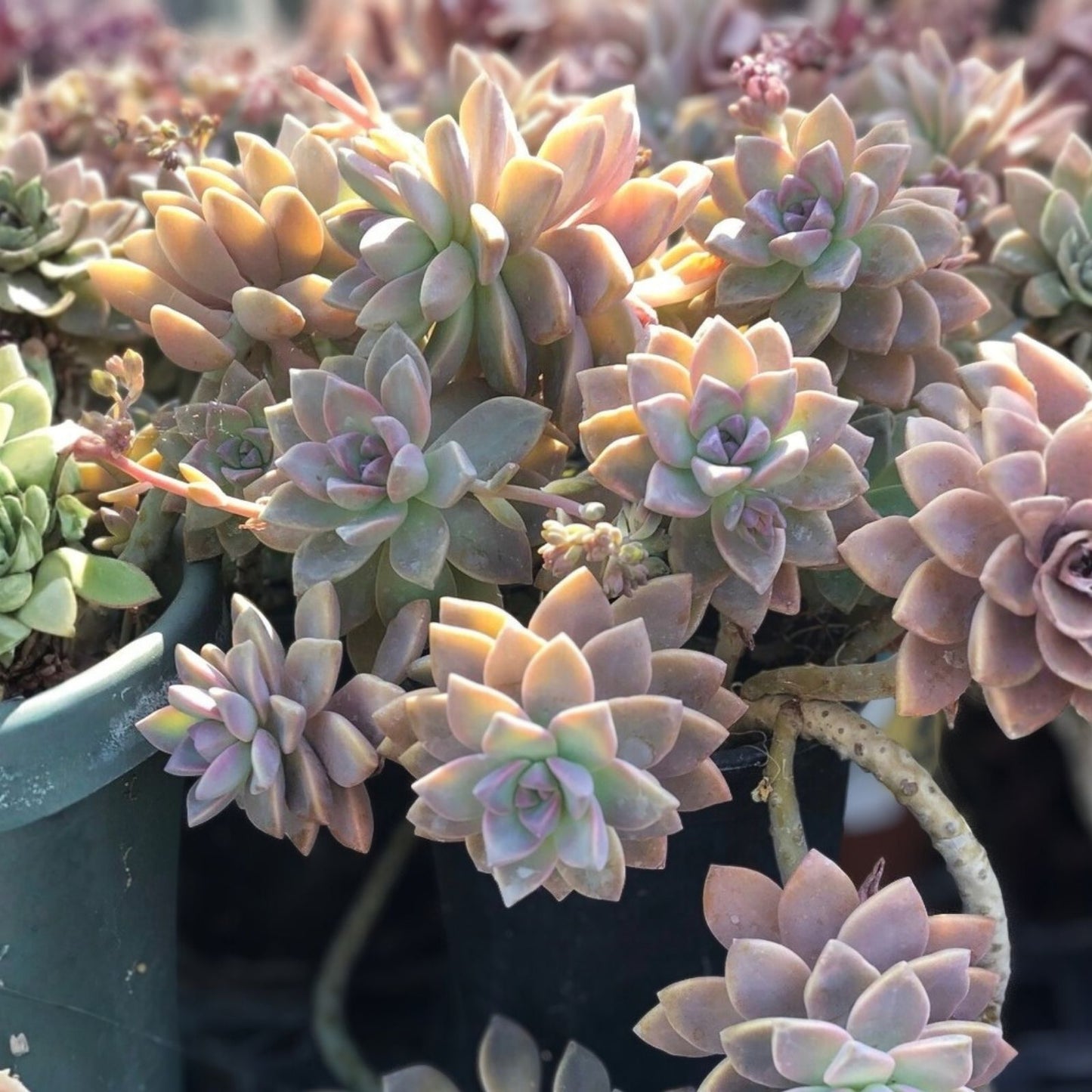 Echeveria Ghost Plant Succulent Cuttings – RARE 2" to 4" – Echeveria Laui – Propagation and Decoration