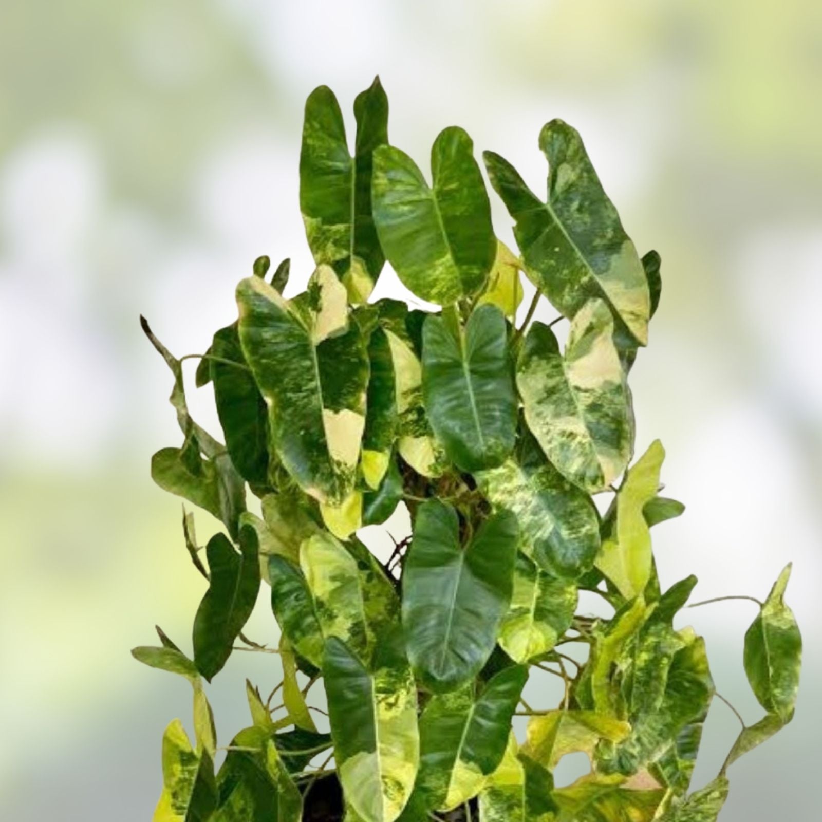 Philodendron Cutting with Roots – Burle Marx Variety – Indoor & Outdoor Planting – Home Decor Indoor Plant
