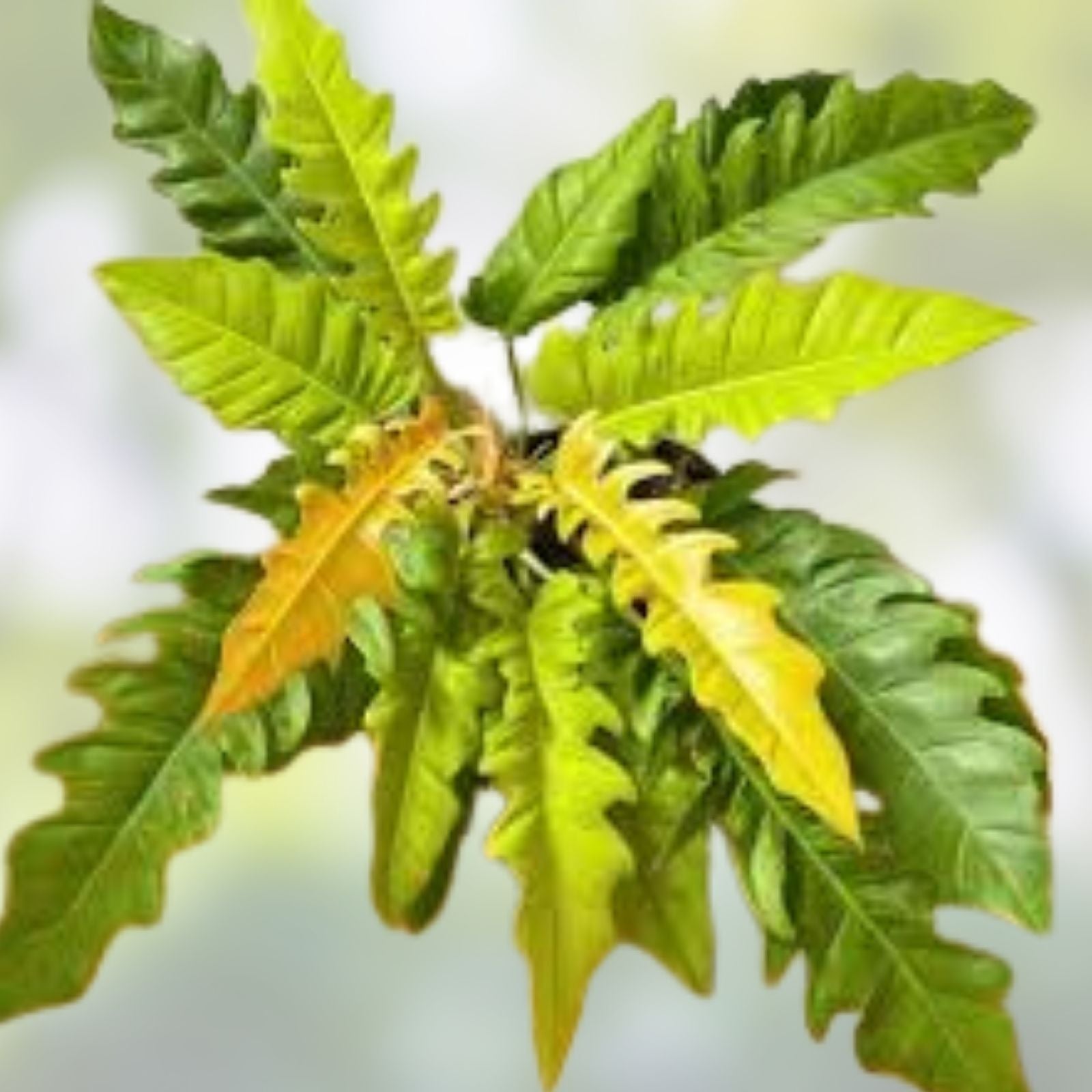 Rare Philodendron Ring of Fire Live Plant in 4” Pot – Variegated Tropical Aroid – Philodendron 'Ring of Fire'