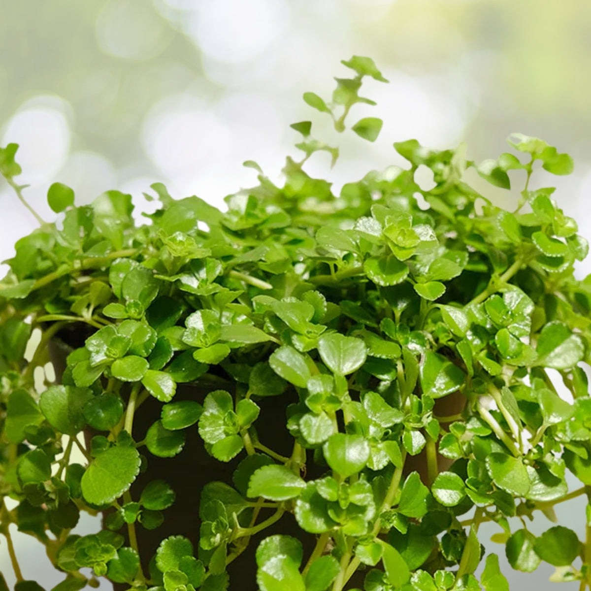 Pilea depressa Baby Tears Plant - 2 Small Trailing Houseplants in Pot, Low-Growing Green Ground Cover
