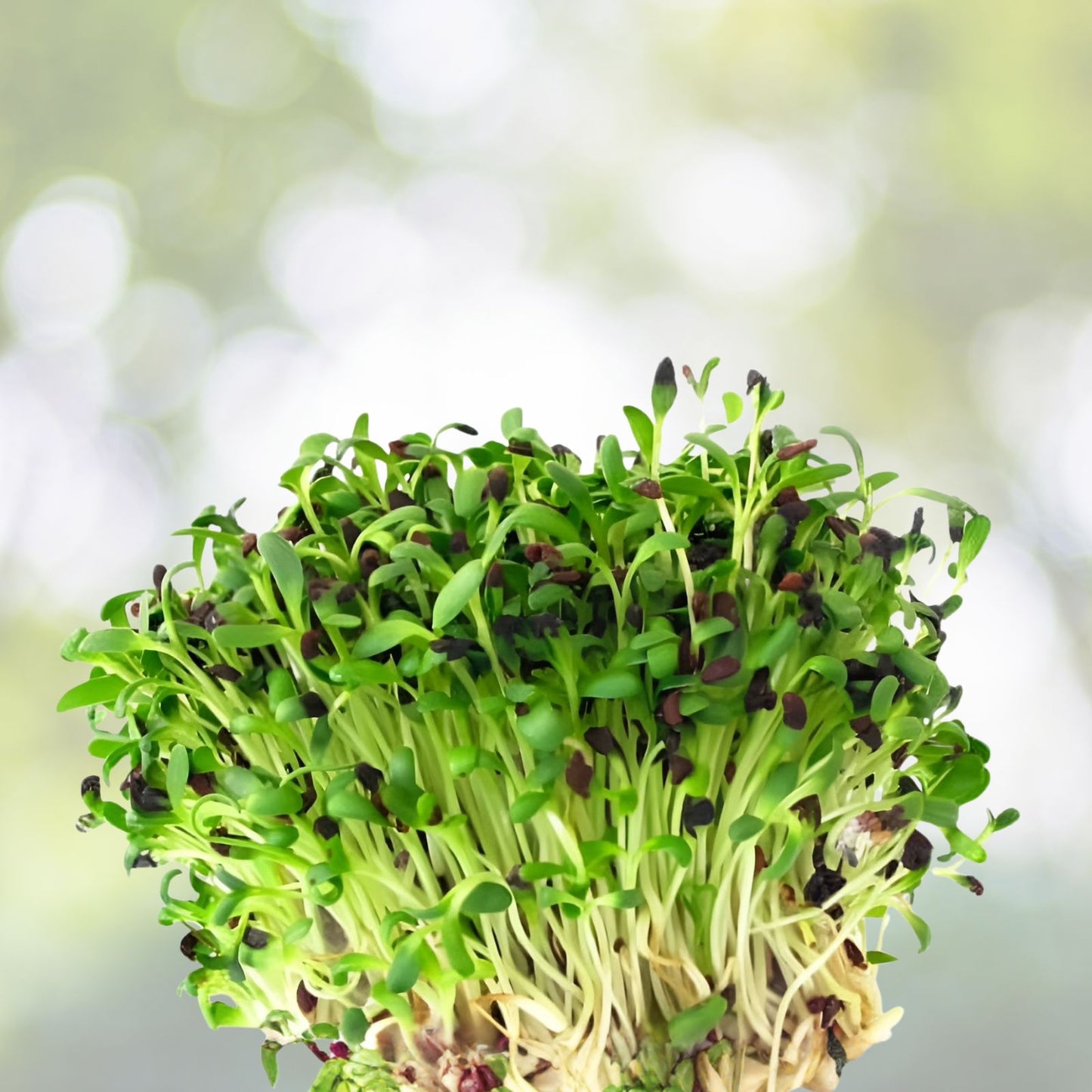 Alfalfa Sprout Seeds 1000 Pack Organic Non-GMO Medicago sativa for Sprouting and Gardening Superfood