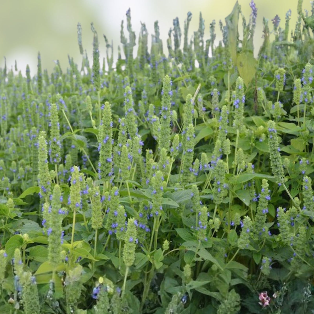 Mustard Greens Seeds 500 Count Florida Broadleaf Non-GMO Brassica juncea Vegetable Seeds for Gardening