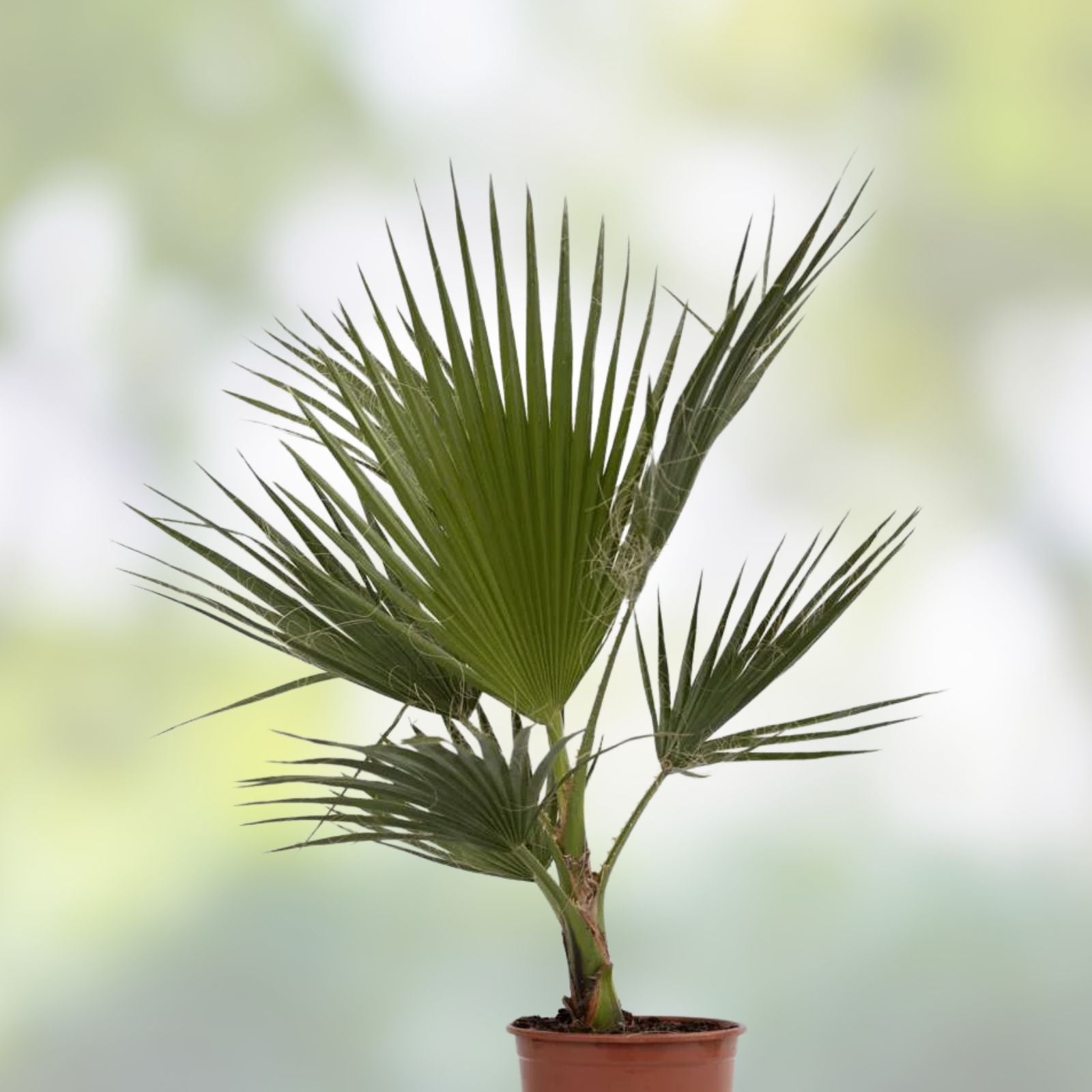 Mexican Fan Palm Tree Saplings 14-18 Inches Washington Robusta Chamaerops humilis, 2+ Years Old