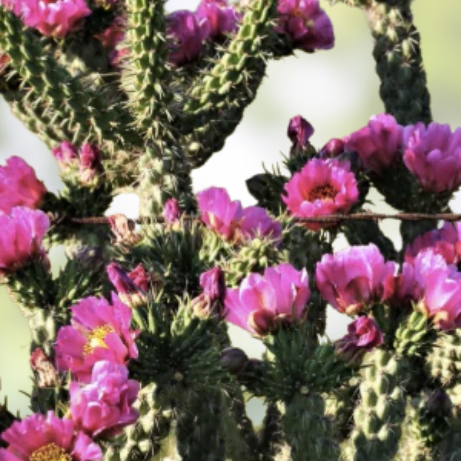 Cylindropuntia Imbricata Tree Cholla Cactus Cutting - Live Drought-Tolerant Succulent from Grants NM