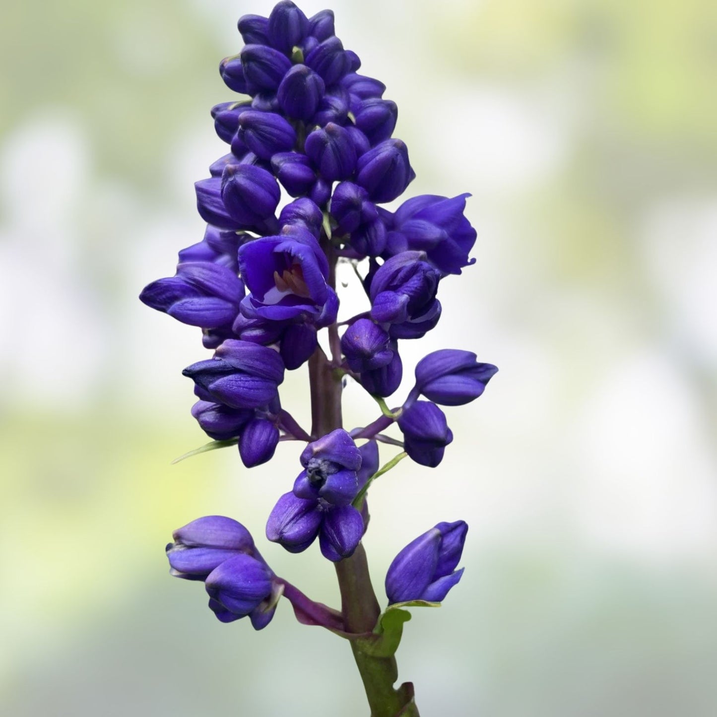 Blue Ginger Plant Cuttings 3 Count - Dichorisandra thyrsiflora - Hawaii Grown Tropical Garden Starter