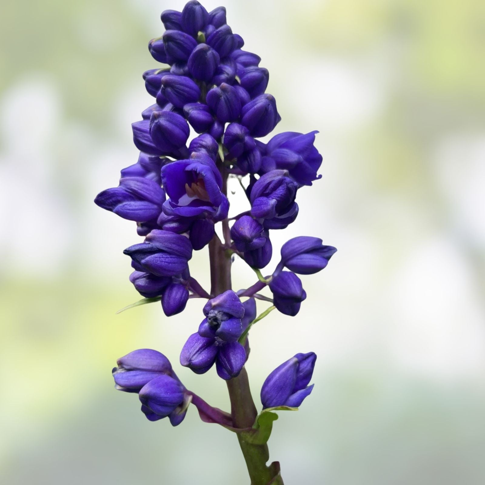 Blue Ginger Plant Cuttings 3 Count - Dichorisandra thyrsiflora - Hawaii Grown Tropical Garden Starter