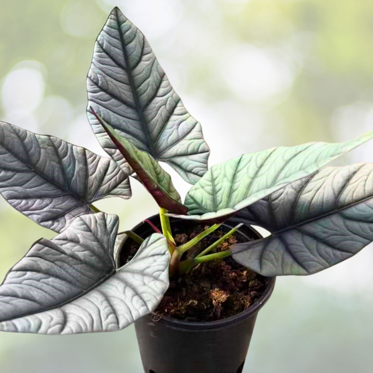 Alocasia Reginae Plant 4" Pot - Queen Alocasia, African Mask Plant, Tropical Houseplant - Alocasia reginae