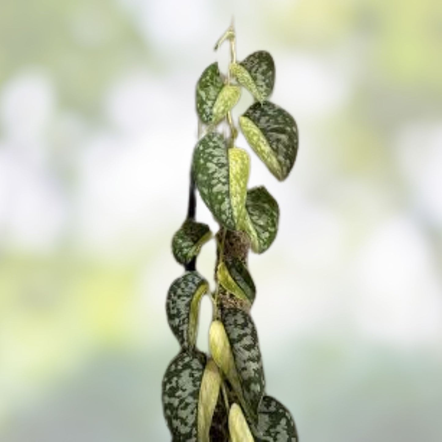 Rooted Cutting for Indoor Gardening - Scindapsus Maharlika Rare Plant - Live Epipremnum aureum Plant for Home Decor