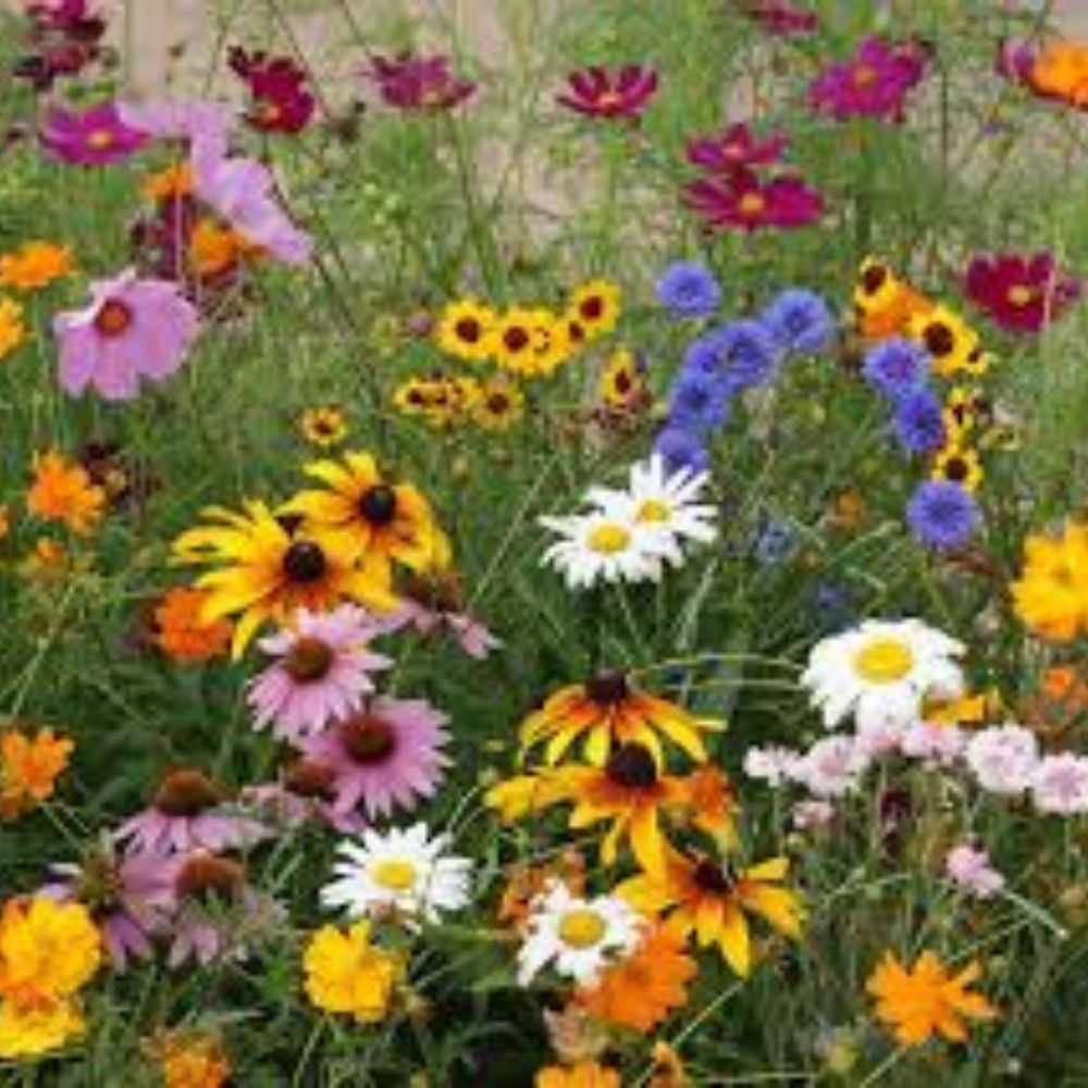 Wildflower Seeds Kneehigh Mix 200 Organic USA Pollinator Seeds for Gardens & Meadows - Native Wildflowers