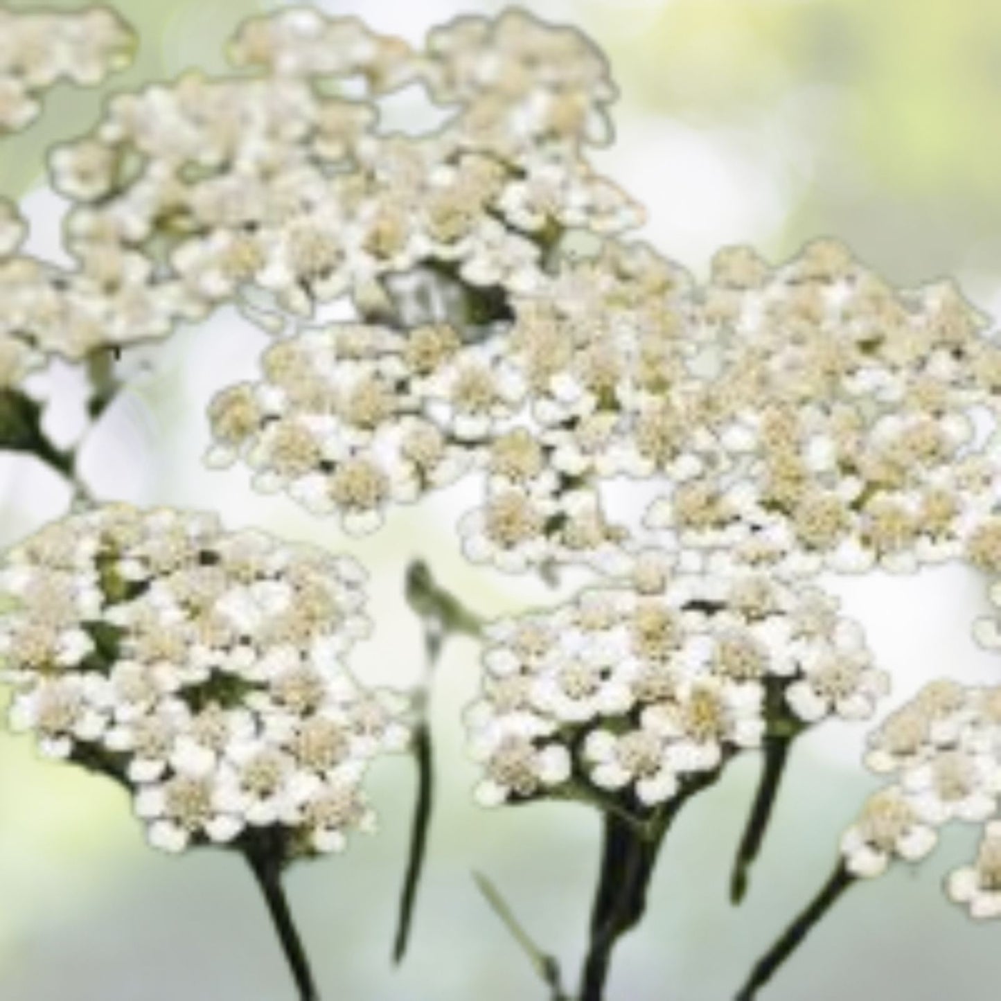 Yarrow Seeds - 2000+ Heirloom Perennial White Flowers | Medicinal Herb (Achillea millefolium)