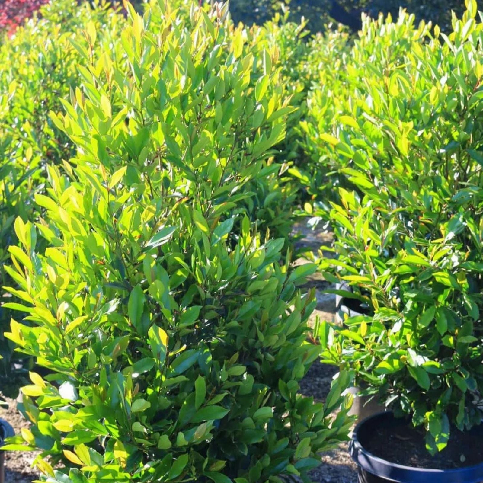 25 Fresh Cuttings Carolina Cherry Laurel Shrubs for Rooting, Hedges, Privacy - Prunus caroliniana