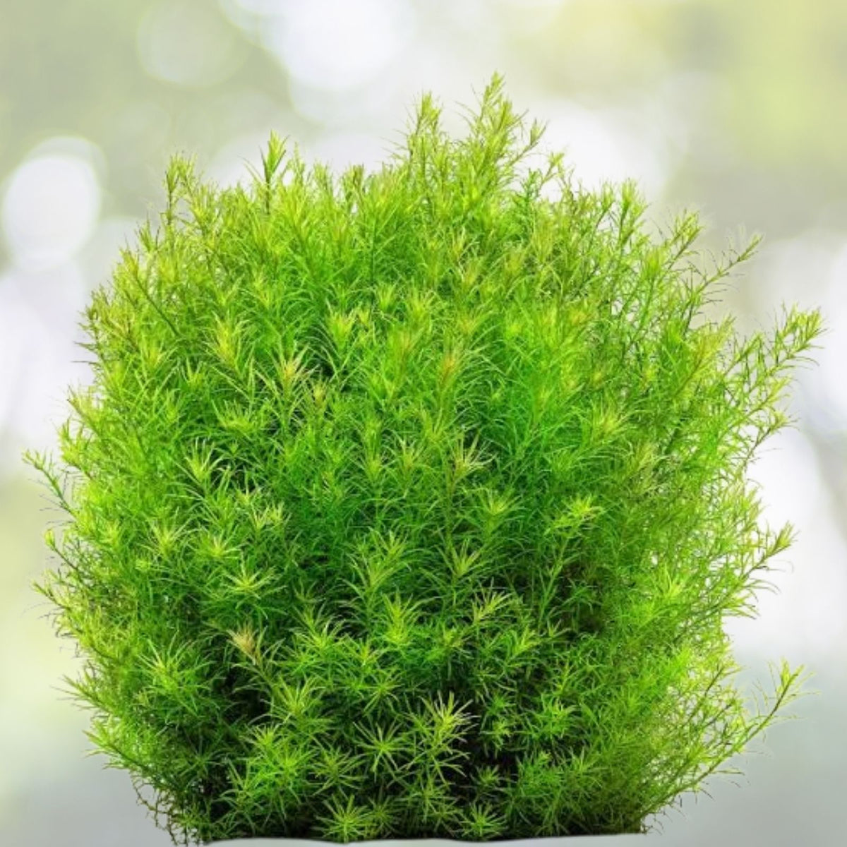 Rotala Nanjenshan 7 Stems - Live Aquarium Plant for Freshwater Tanks (Rotala sp.) - Easy Care Aquatic Vegetation