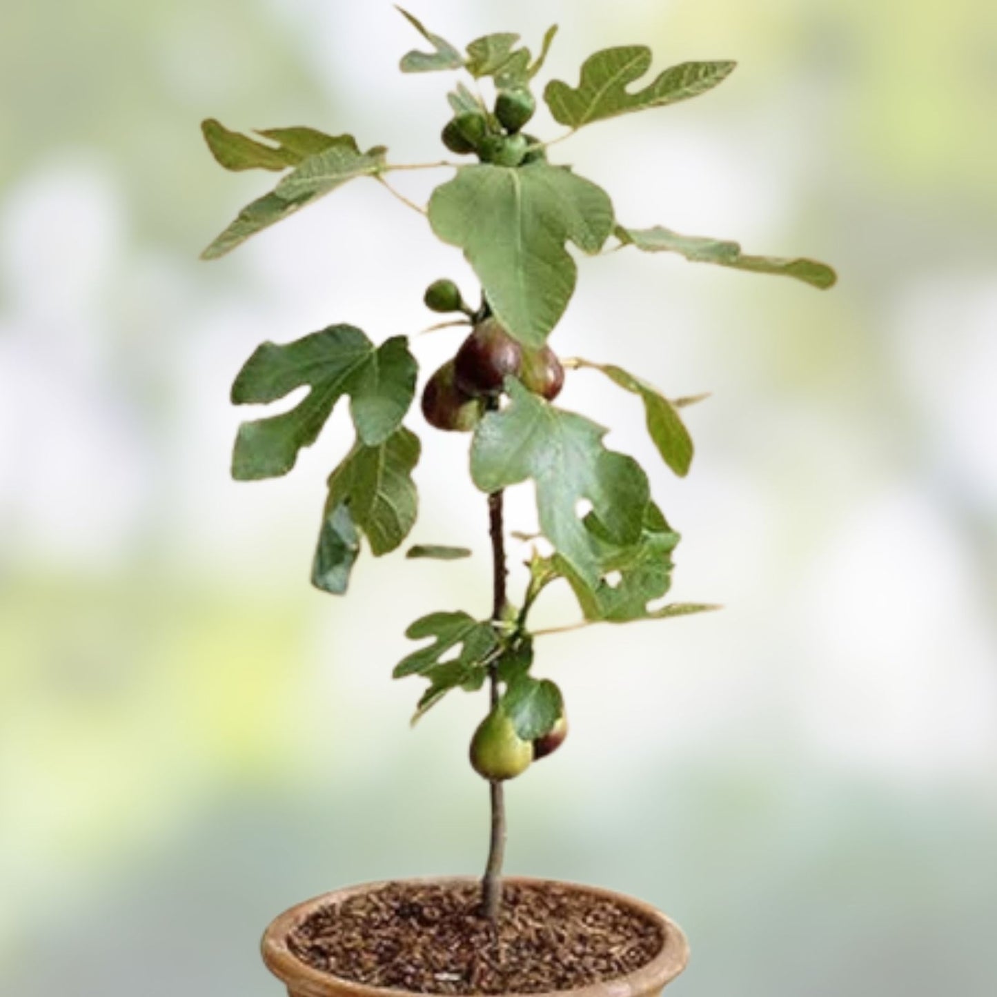 Black Madeira Fig Cutting - Unrooted Plant - Ficus carica - Edible Fruit Tree - Garden Planting Material