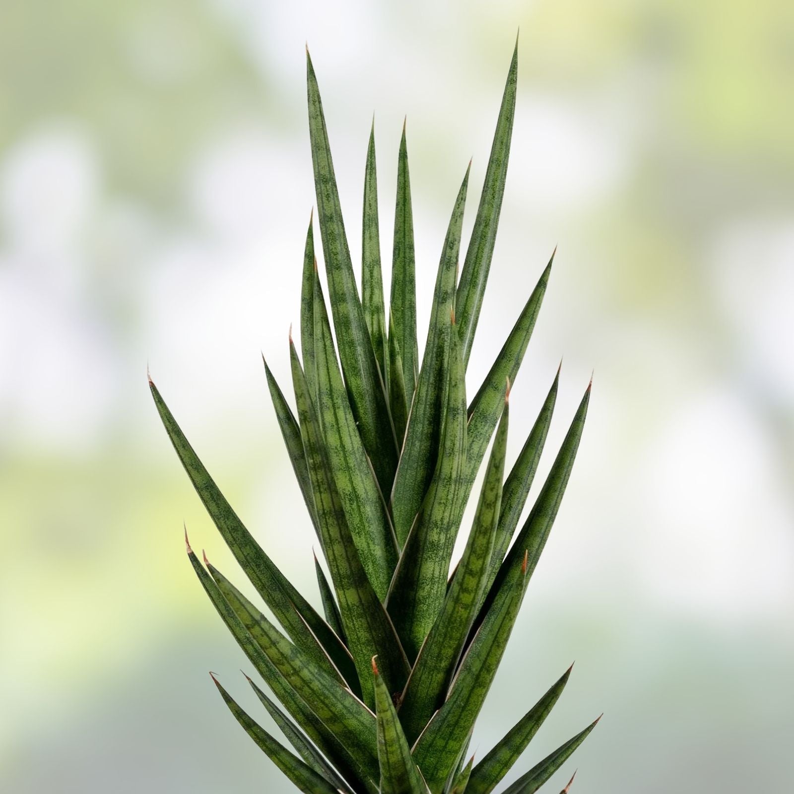 Sansevieria Francisii Cutting | Live Snake Plant Succulent | Easy Care Indoor Plant | Sansevieria trifasciata var, francisii