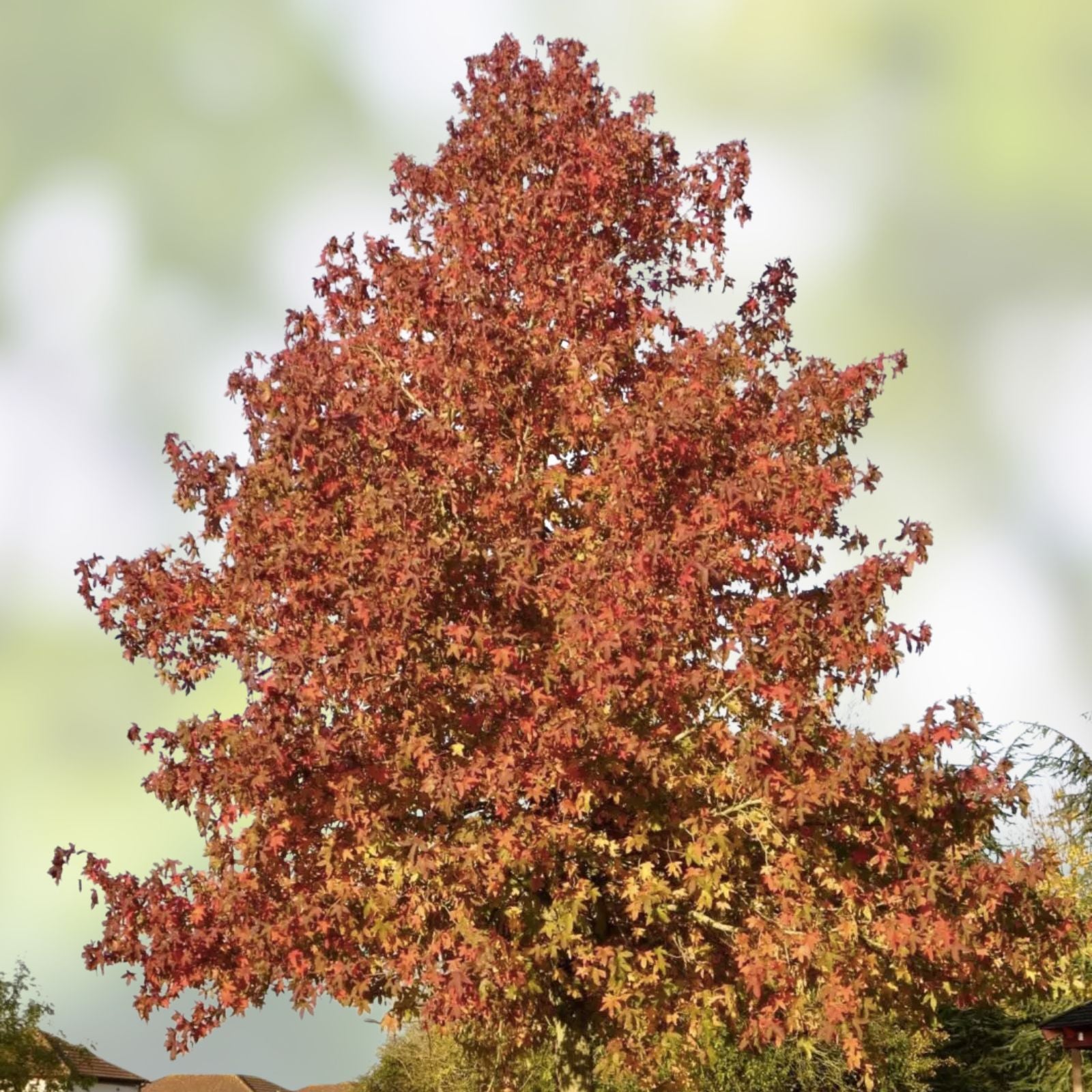 Sweet Gum Tree Seedlings 1-3 ft Liquidambar styraciflua Deciduous Tree Landscaping Reforestation Live Plant