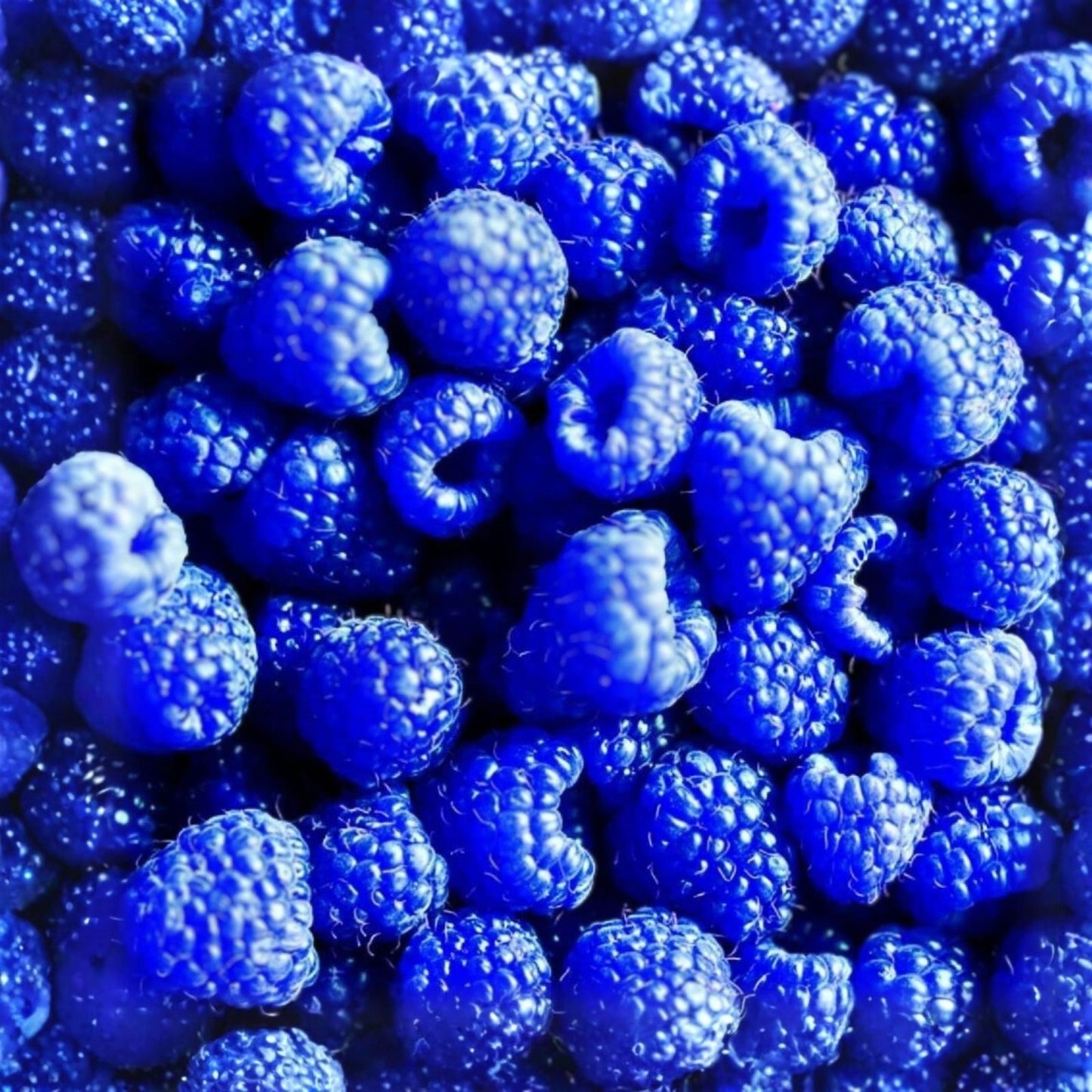 Blue Raspberry Bush Seeds – 50+ Edible Berry Fruits – Rubus idaeus – USA Seller, Free Shipping