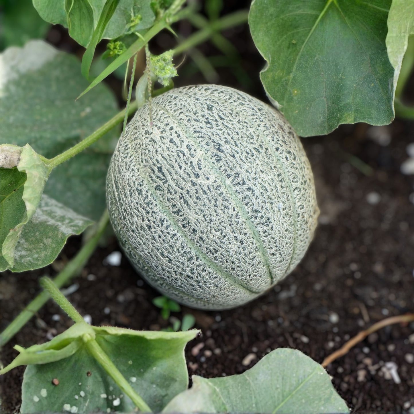 Muskmelon Seeds 100 Pack Edisto 47 Sweet Heirloom Non-GMO Cantaloupe Variety Cucumis melo