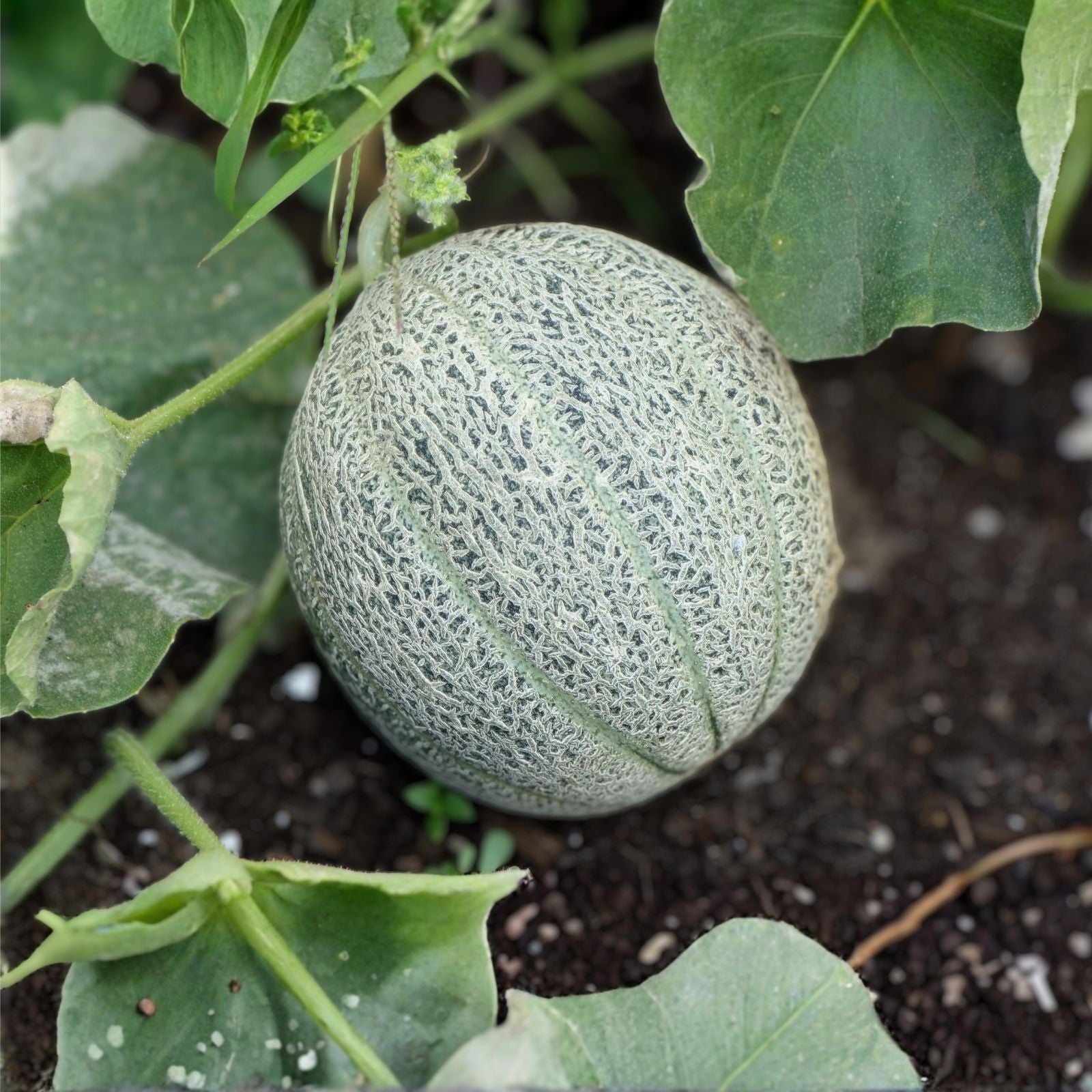 Muskmelon Seeds 100 Pack Edisto 47 Sweet Heirloom Non-GMO Cantaloupe Variety Cucumis melo
