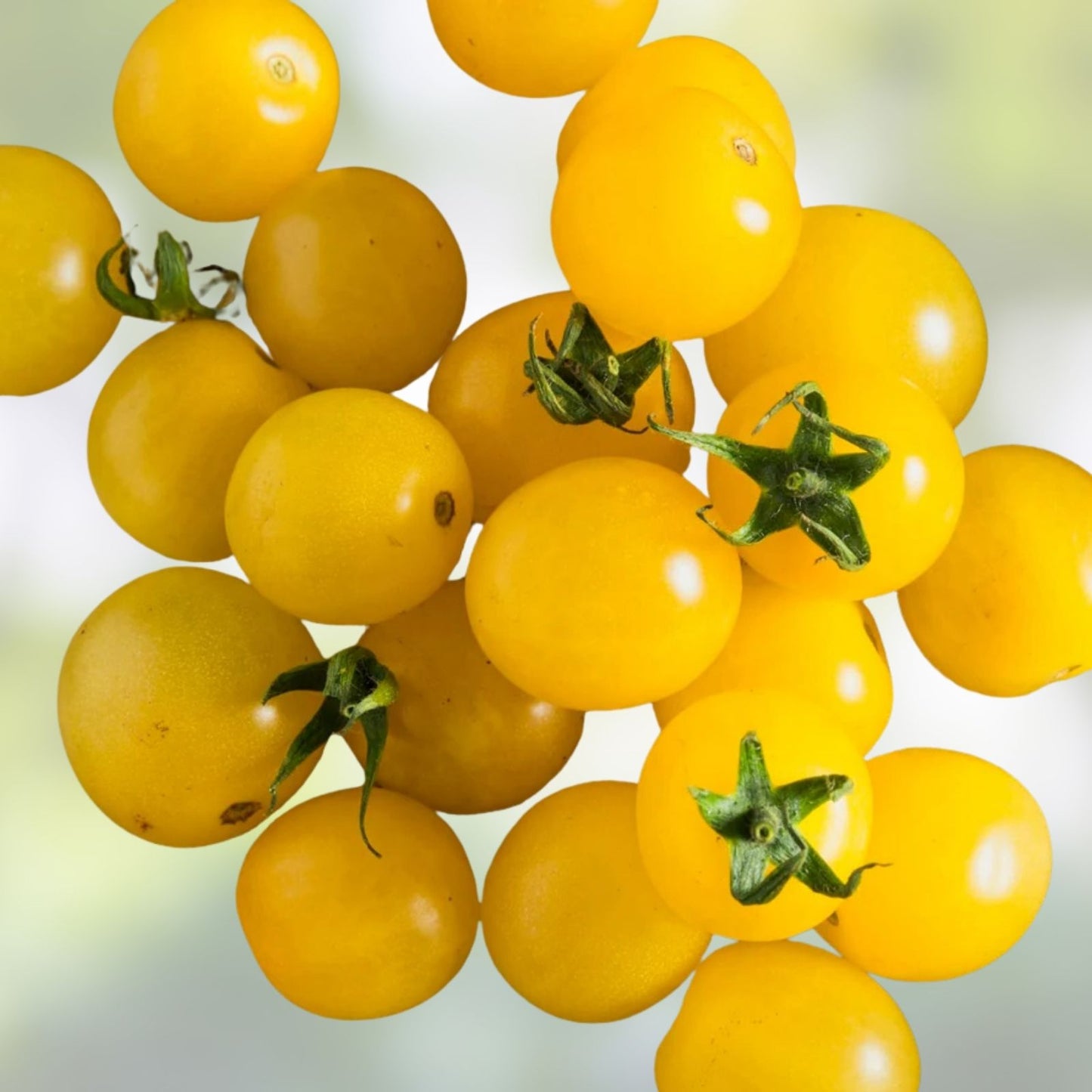 Yellow Cherry Tomato Seeds – 100 Organic Heirloom Seeds for Home Gardening – USA Grown, Sweet Fruit, Non-GMO, Perfect for Containers