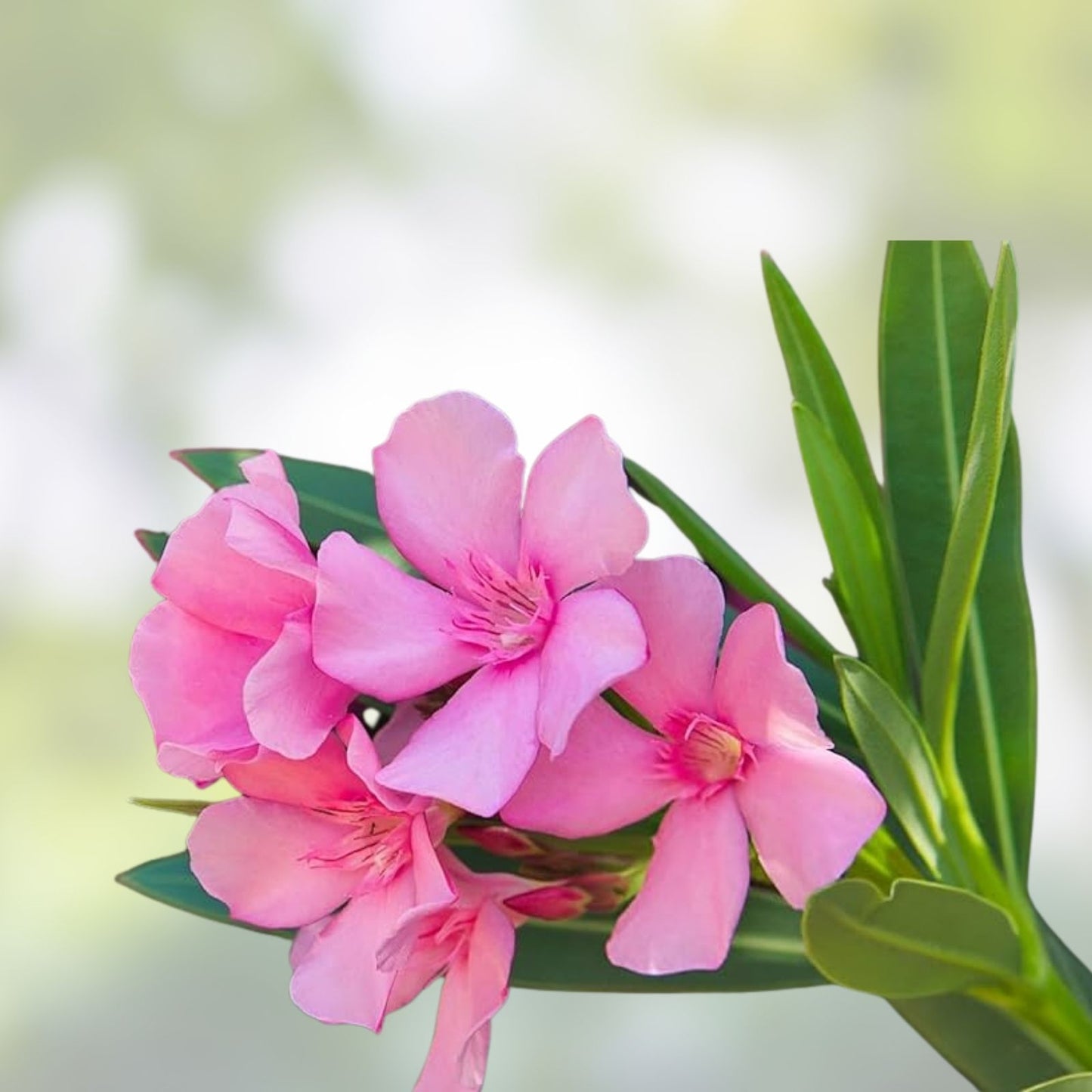 Oleander Plant Cuttings 7" Pink Live Flowers for Propagation Nerium oleander