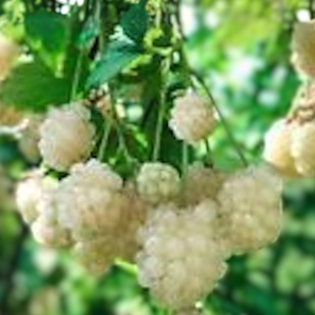 Snowbank Blackberry Plants - 3 Bare Root Starter Plants - Edible White Fruit - Thorny Variety - Rubus - Zones 5-9