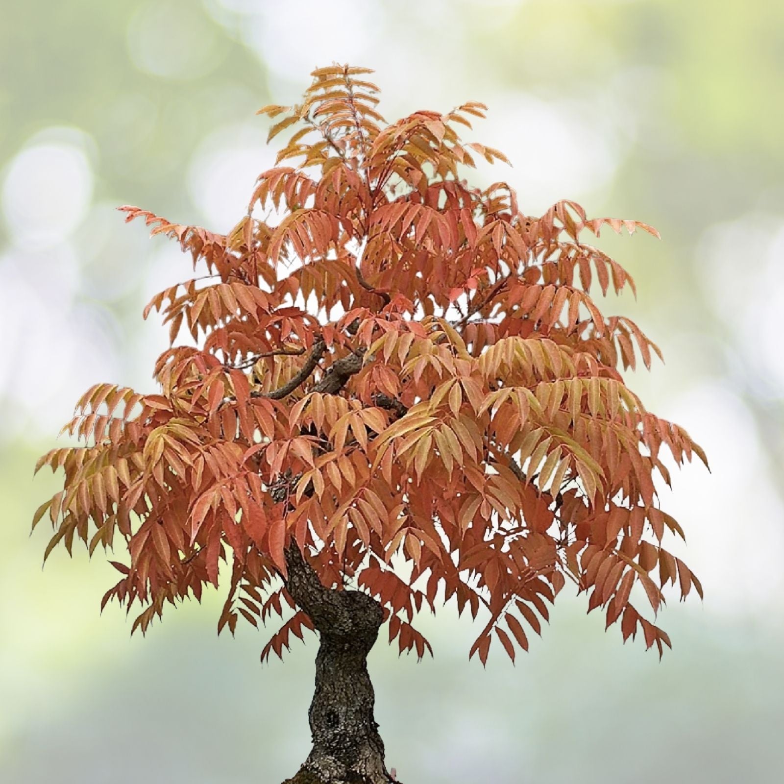 Dwarf Flameleaf Sumac Seeds - Vibrant Ornamental Variety - Rhus copallinum - 30+ Seeds