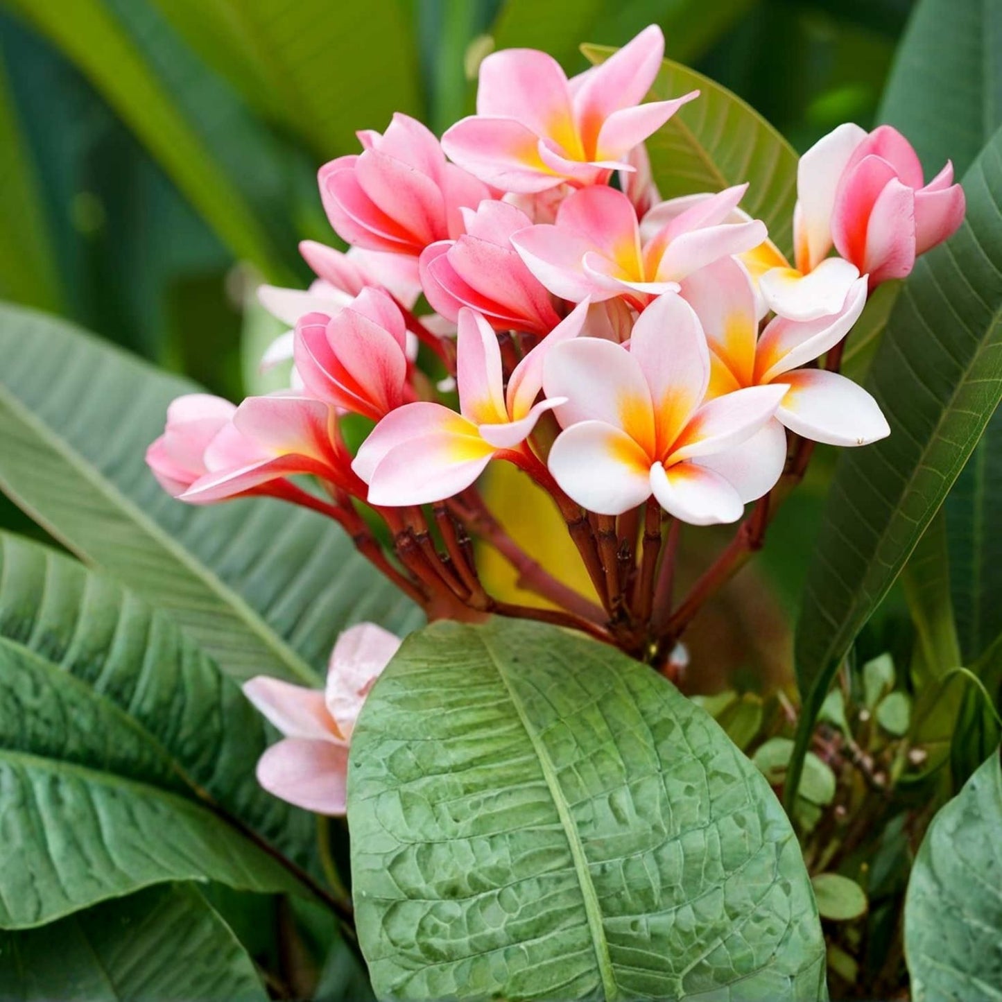 Hawaiian Plumeria Cuttings Miami Rose 12-14" Frangipani Plant Plumeria rubra for Gardening and Landscaping