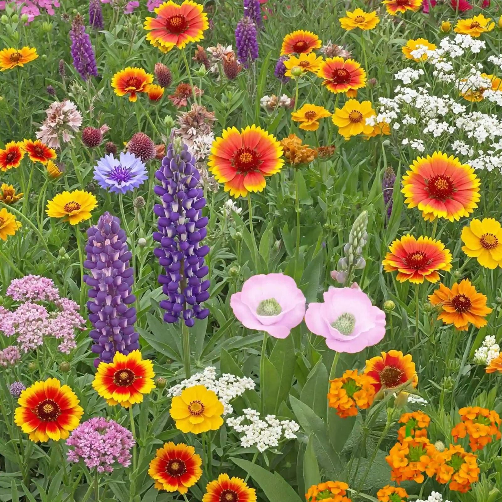 Organic White Wildflower Seed Mix - 200 Seeds - Native USA Blend - Non-GMO Wildflower Seeds for Pollinator Gardens