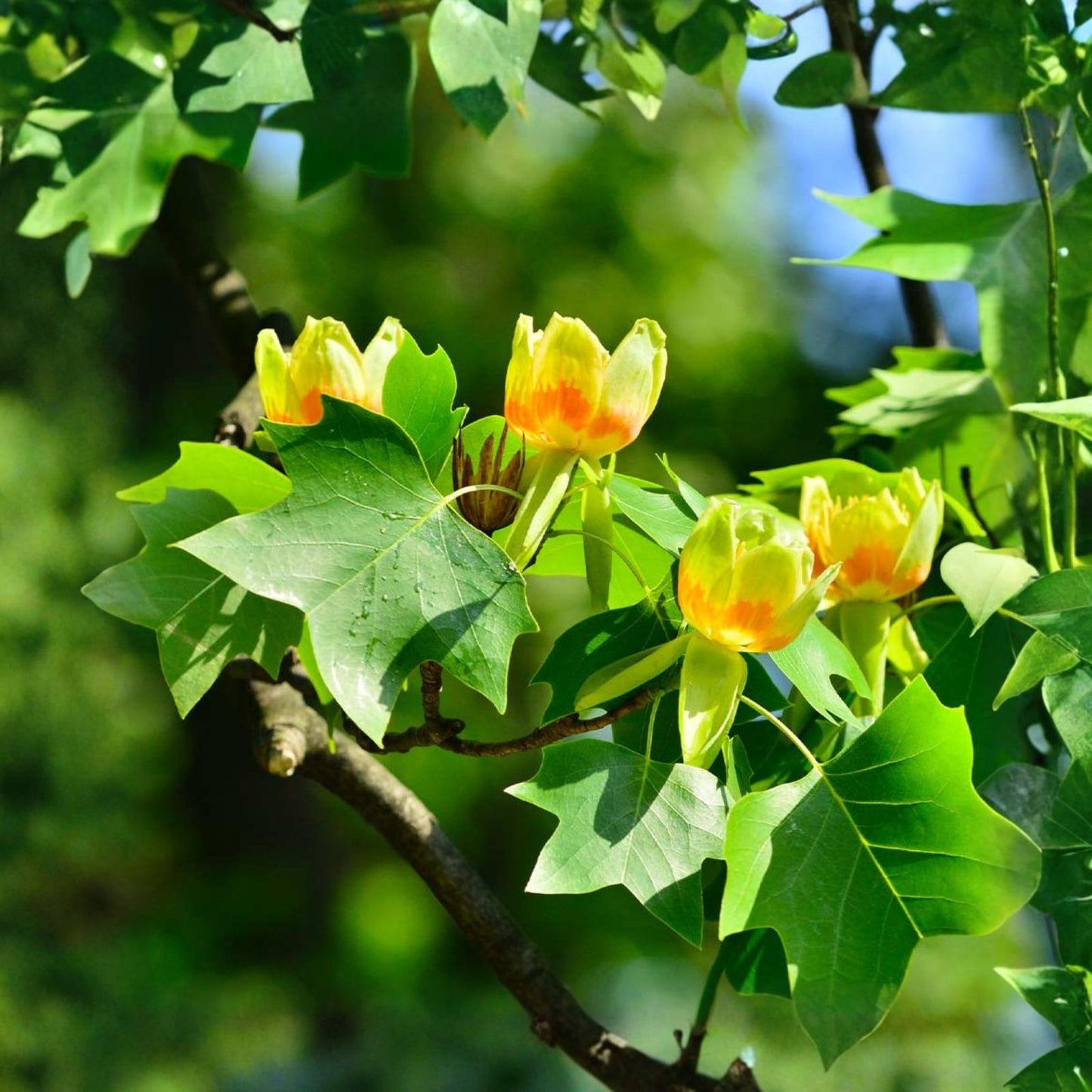 Tulip Poplar Tree Seedling | Live Tree for Planting | Liriodendron tulipifera | Fast-Growing Shade Tree