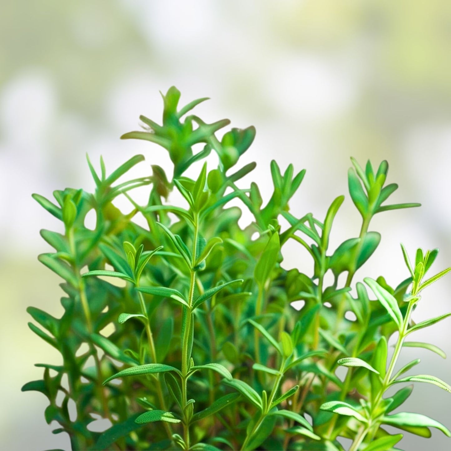 Summer Savory Herb Seeds – Heirloom Non-GMO Spice – 100+ Seeds for Garden Planting – Satureja hortensis