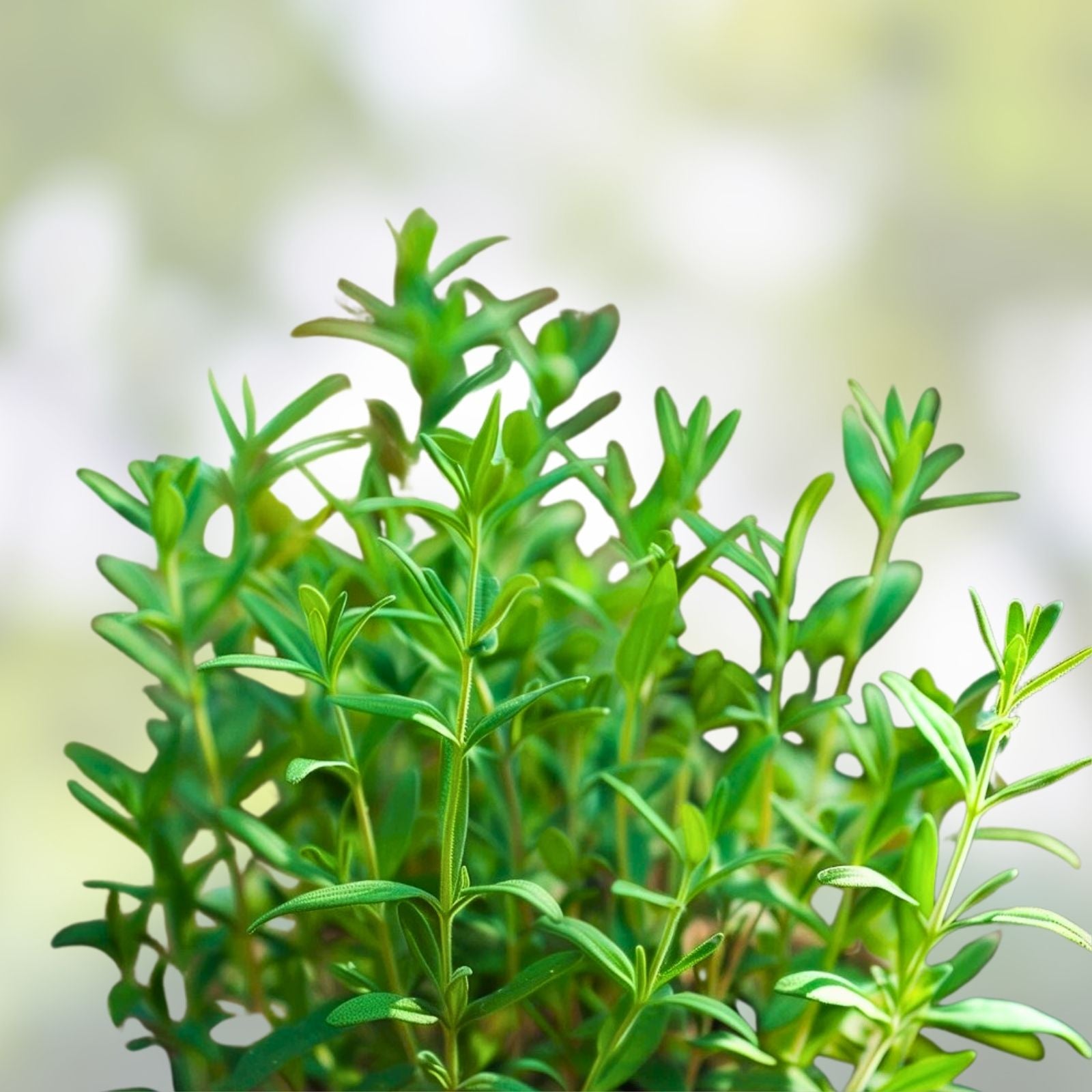 Summer Savory Herb Seeds – Heirloom Non-GMO Spice – 100+ Seeds for Garden Planting – Satureja hortensis