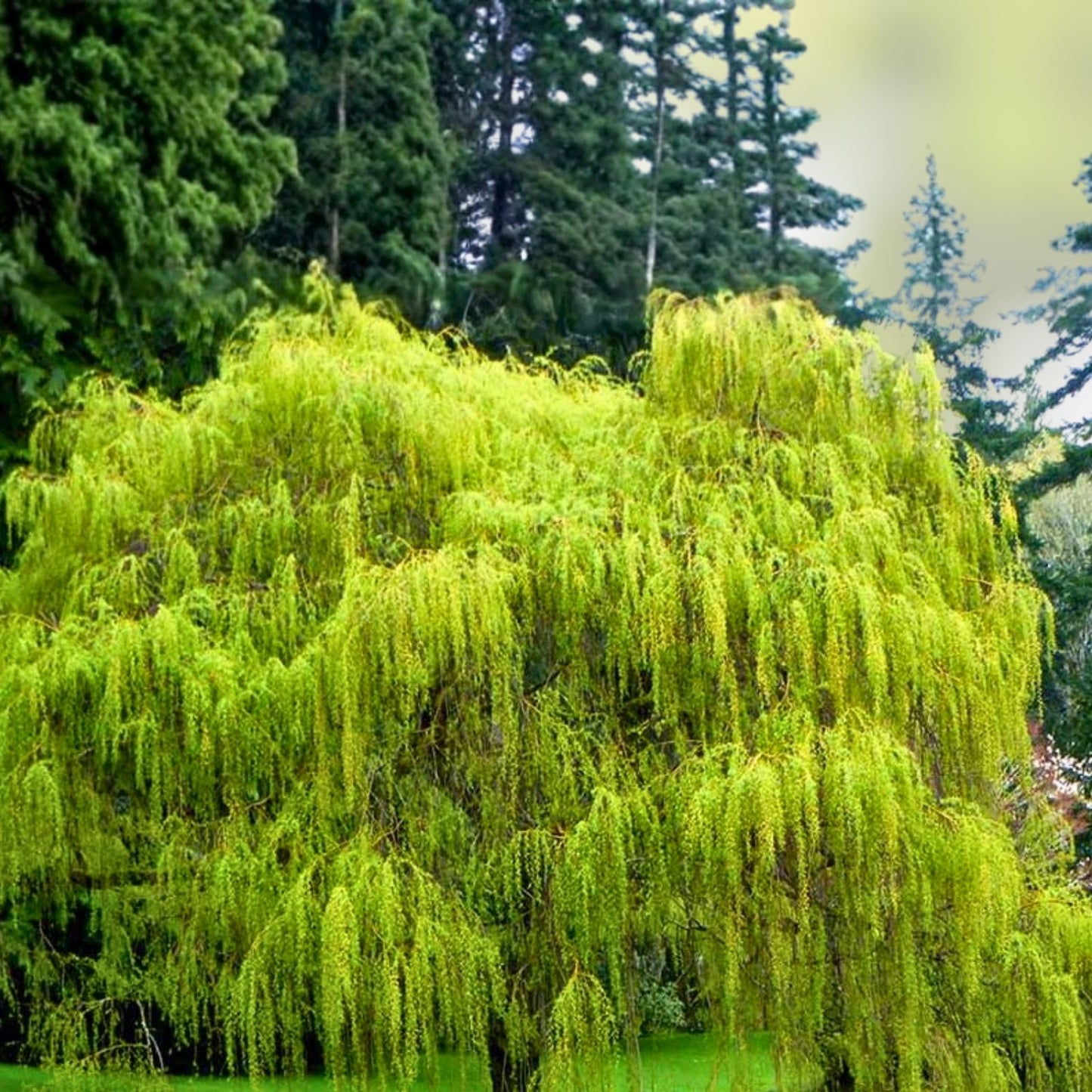 Weeping Willow Cuttings - 20 Unrooted Fast Growing Shade Tree - Salix babylonica