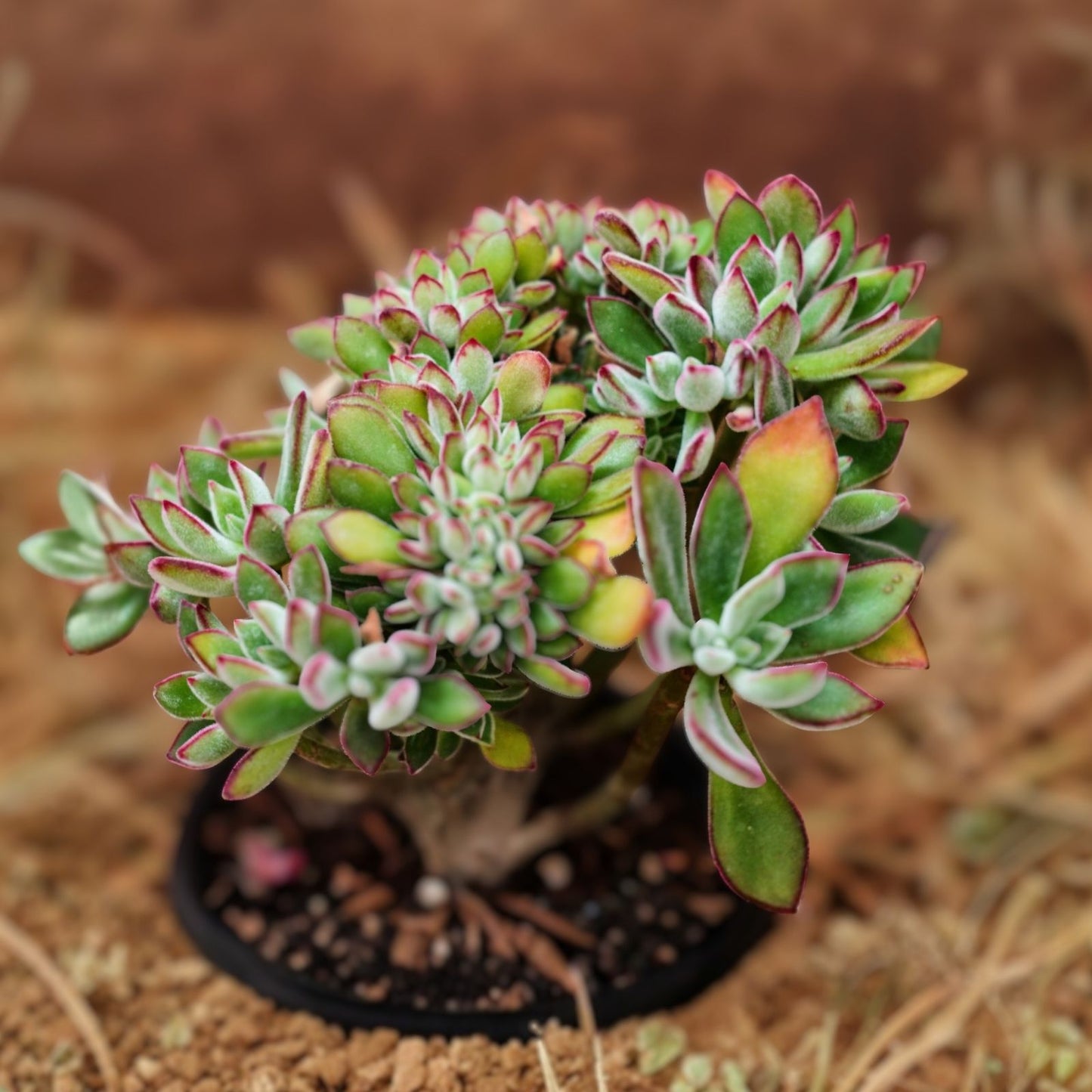 Echeveria Pulvinata Cuttings - 1" Live Fuzzy Red Succulents - Echeveria Pulvinata Plant for Gardening and Decor