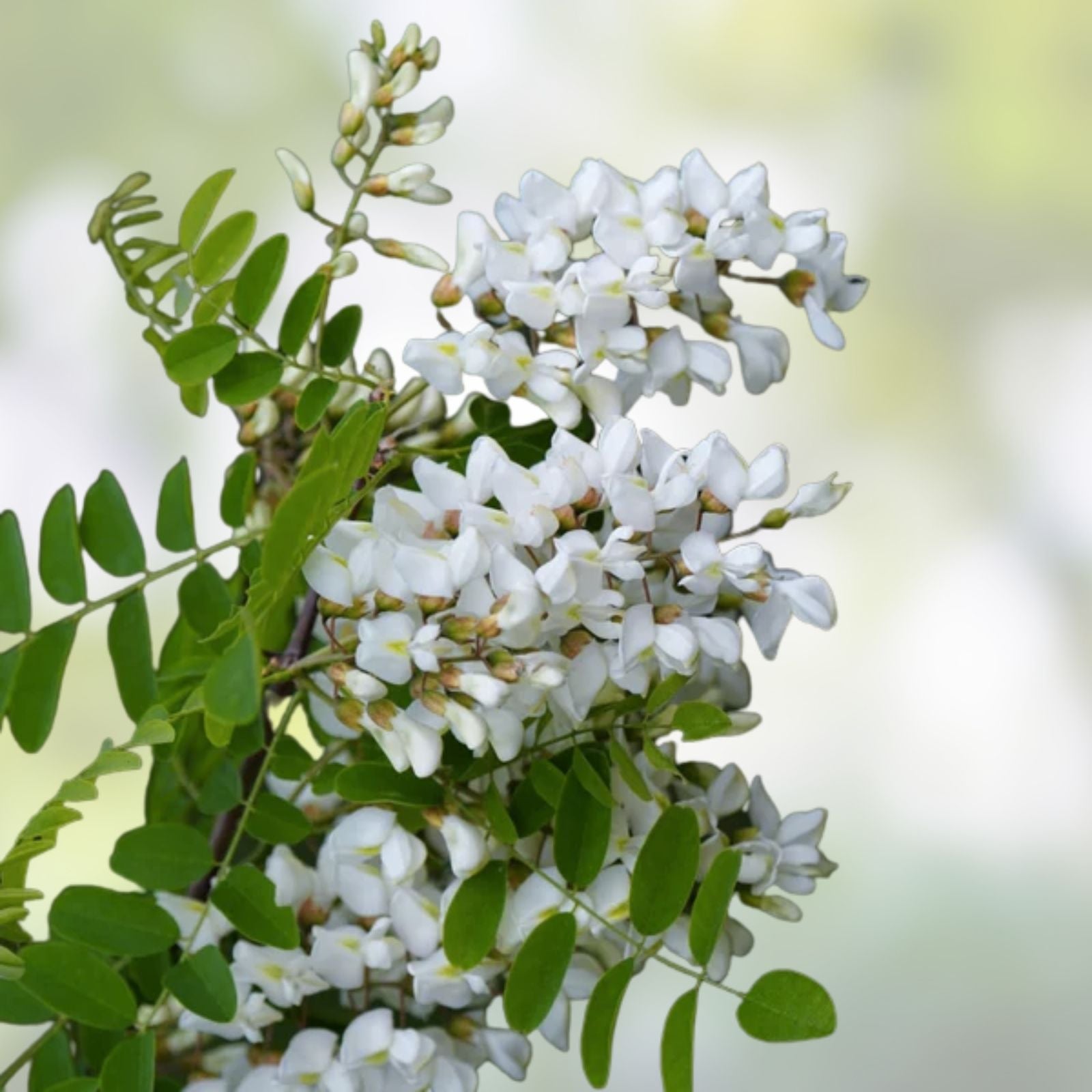 Black Locust Tree Seedlings 12-24 Inches Tall Robinia pseudoacacia Ornamental Fast-Growing Tree Not for California