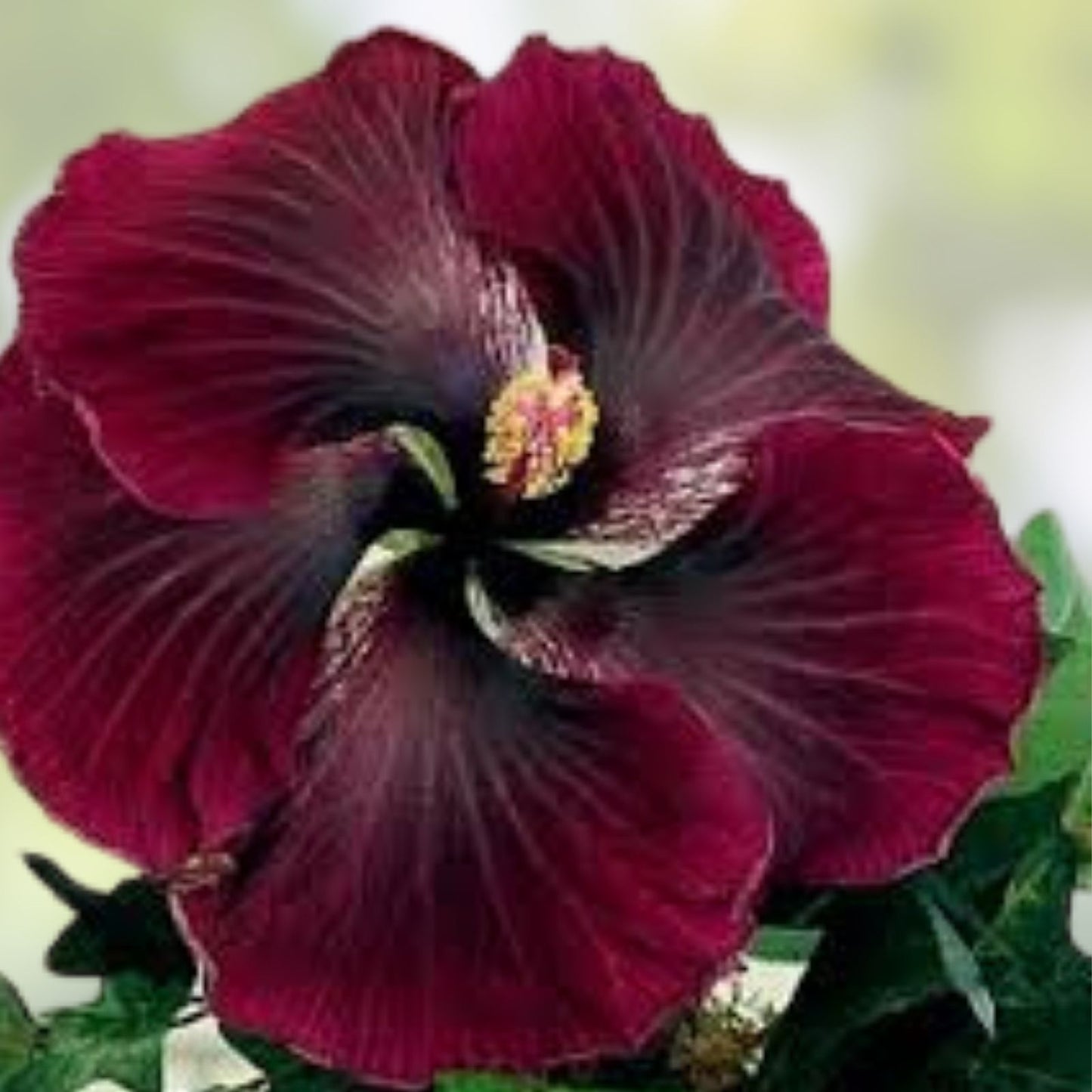 Rare Hibiscus Cuttings - Black Baron - 3 Fresh Unrooted Hibiscus rosa-sinensis Plant Cuttings