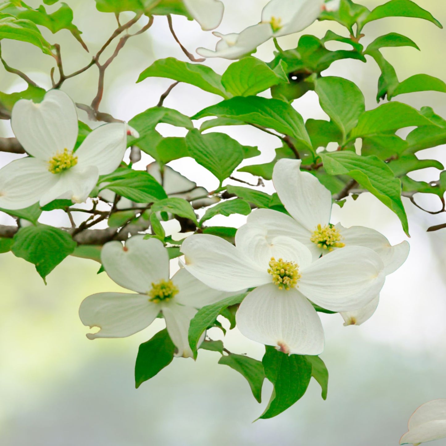 Flowering Dogwood Tree Live Plant Set of 2, 12-18 Inches, Cornus florida, Bare Root, Hardy Zones 5-9