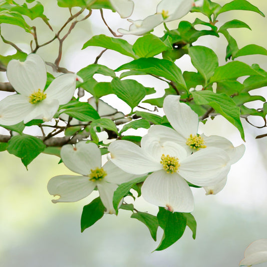 Flowering Dogwood Tree Live Plant Set of 2, 12-18 Inches, Cornus florida, Bare Root, Hardy Zones 5-9