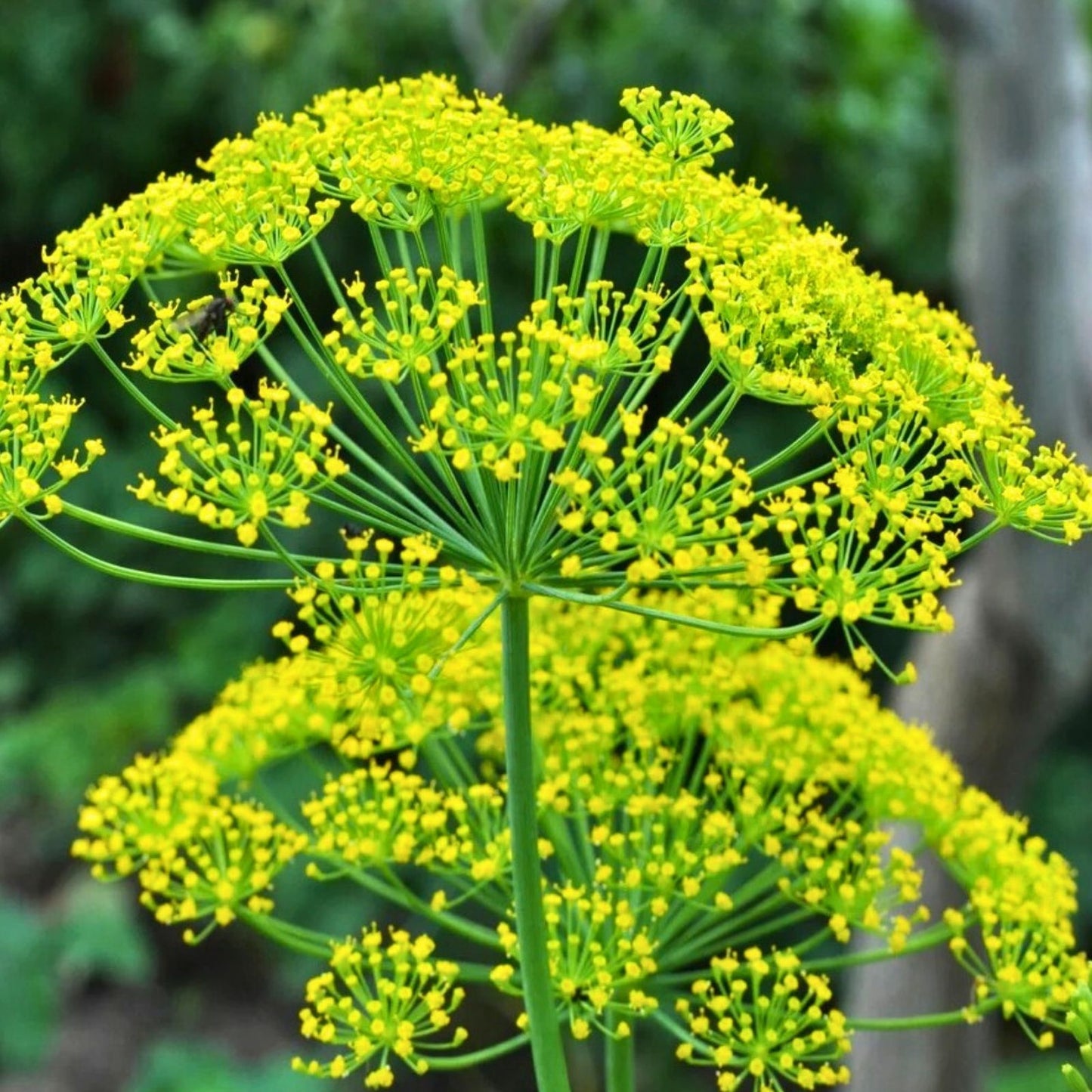 Heirloom Dill Seeds - Mammoth Long Island - Non-GMO Spice Seeds - Anethum graveolens - 50+ Seeds for Cooking & Gardening