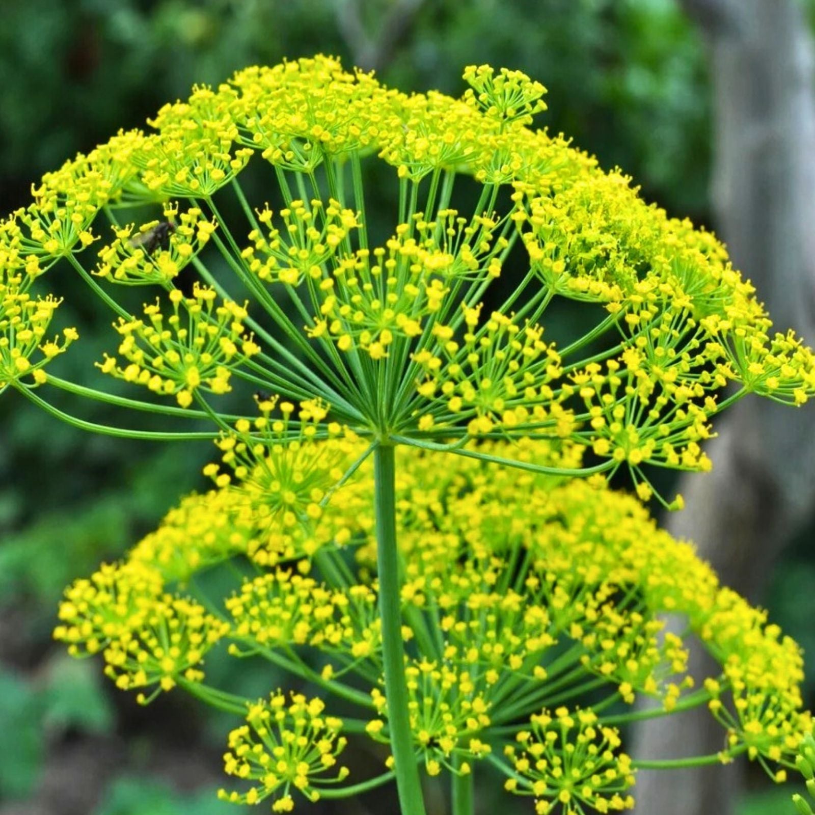Heirloom Dill Seeds - Mammoth Long Island - Non-GMO Spice Seeds - Anethum graveolens - 50+ Seeds for Cooking & Gardening