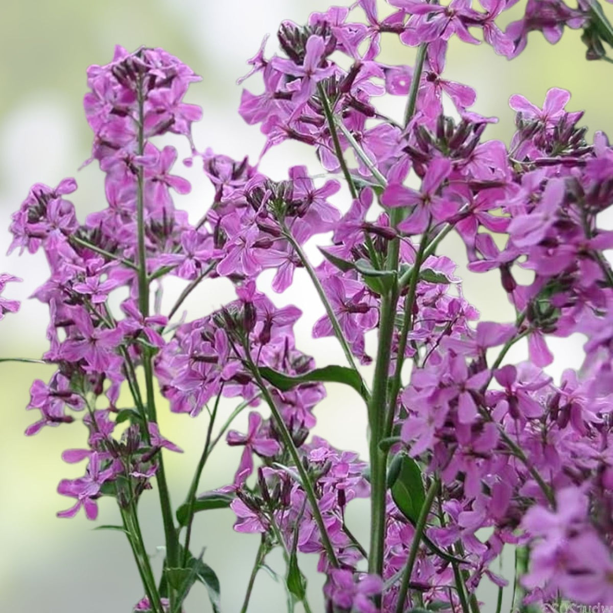 Dame's Rocket Seeds - 1000+ Freshly Harvested - Beautiful Bloom Clusters - Hesperis matronalis - Perennial Flower Seeds