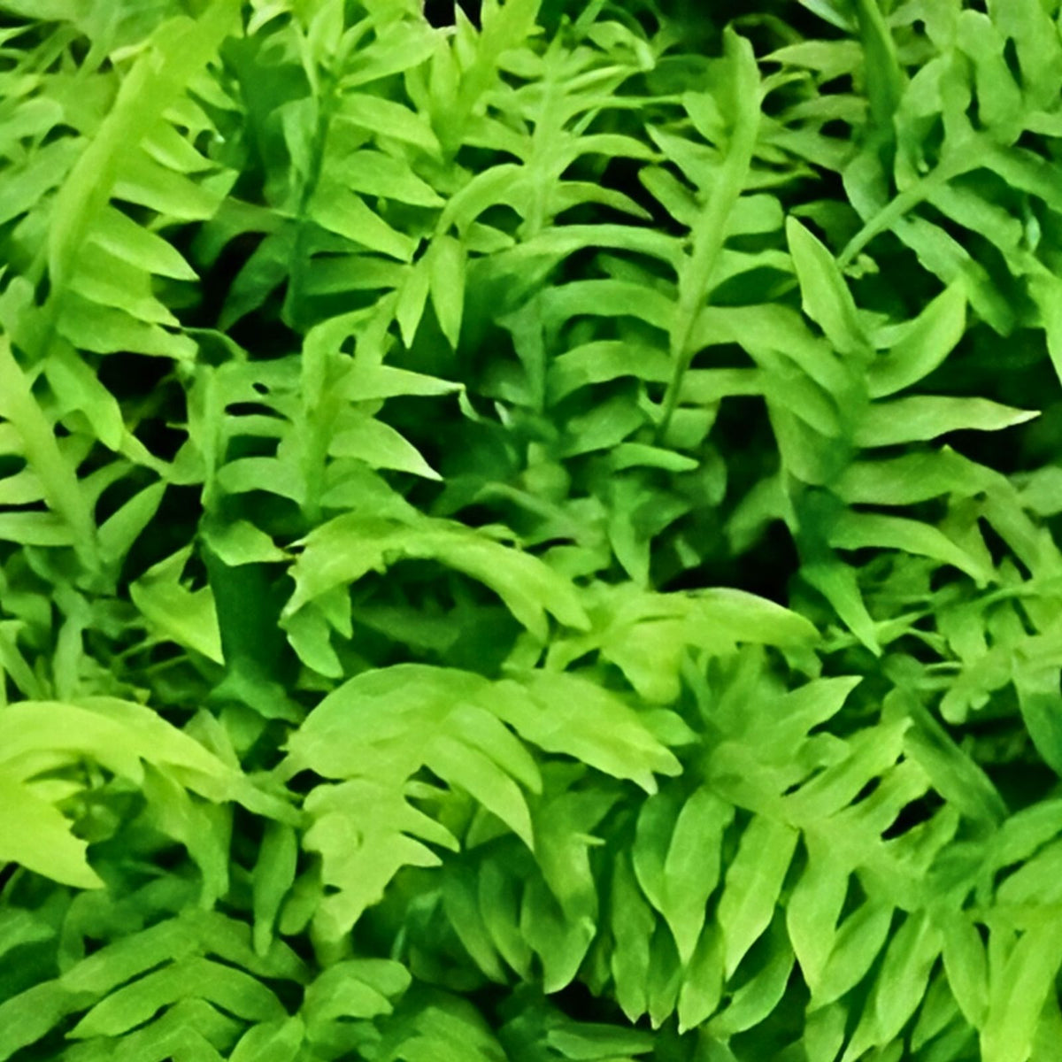 Netted Chain Fern Live Bundle 10-Pack – Rare Shade Plant, Woodwardia areolata, Indoor Gardening Decor, Unique Ferns