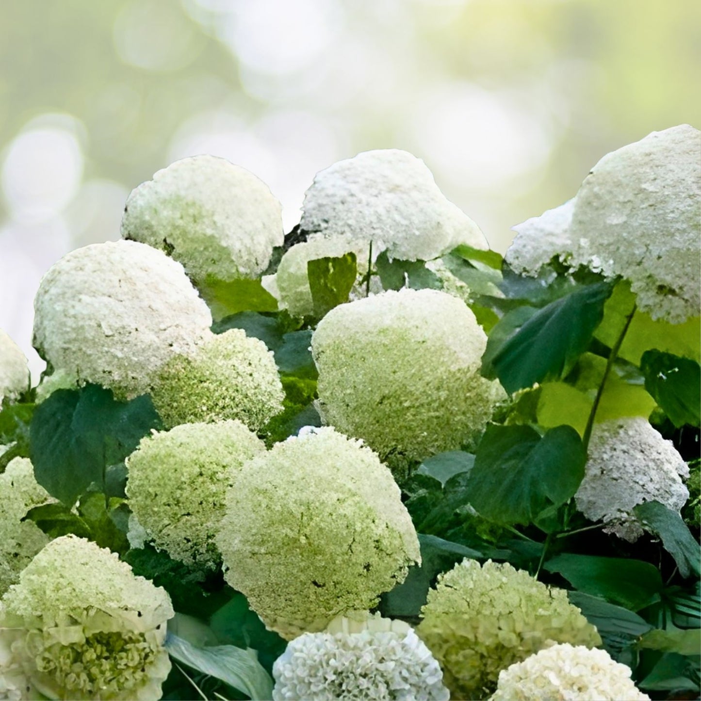 Rooted Hydrangea Cuttings - Anabelle Incredible Variety - Hydrangea arborescens - Garden Plant, Flowering Shrubs