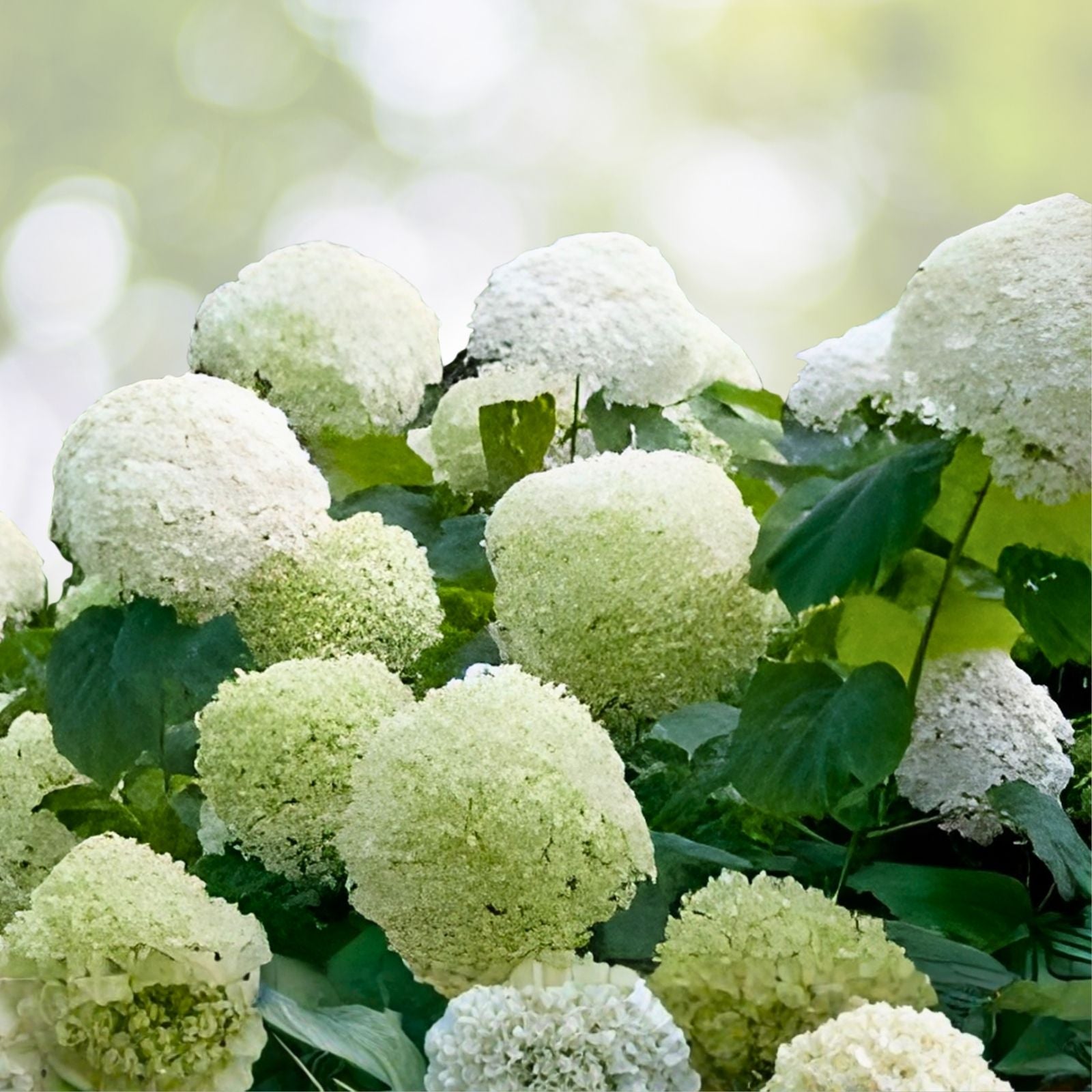 Rooted Hydrangea Cuttings - Anabelle Incredible Variety - Hydrangea arborescens - Garden Plant, Flowering Shrubs