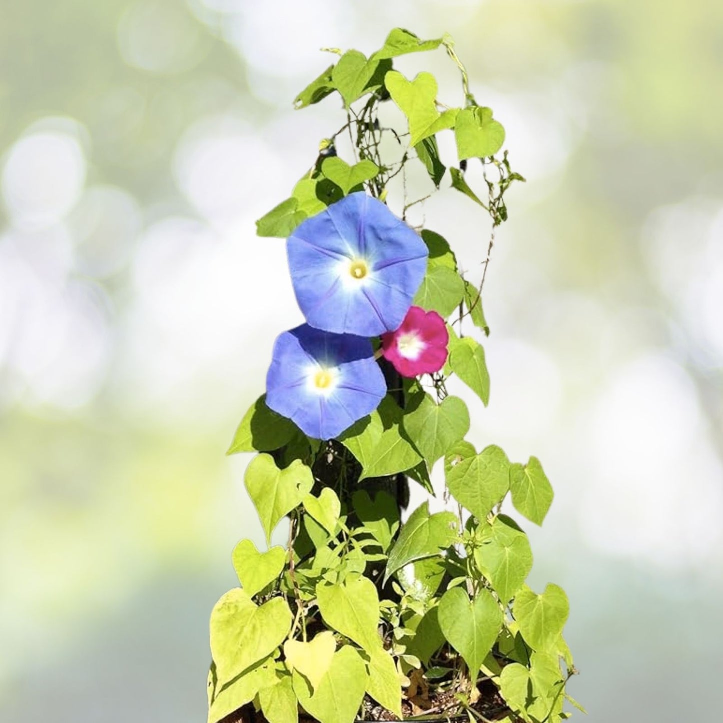 Tall Morning Glory Seeds Mix - 50+ Climbing Vine Flower Seeds for Garden - Ipomoea purpurea - USA Grown